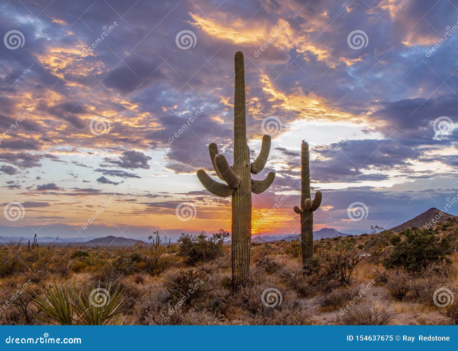 Saguaro Cactus Landscape with Vibrant Sunset Skies Stock Image - Image ...
