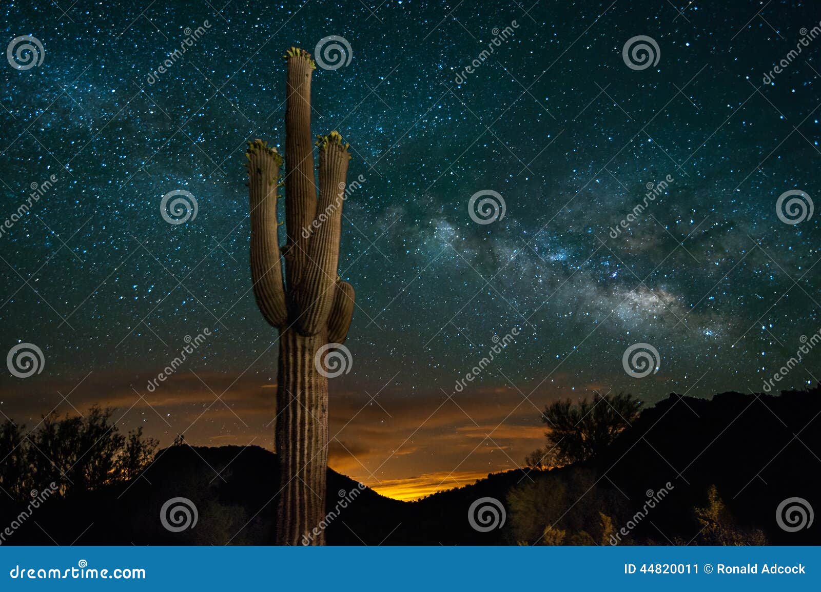 saguaro cactus and milky way