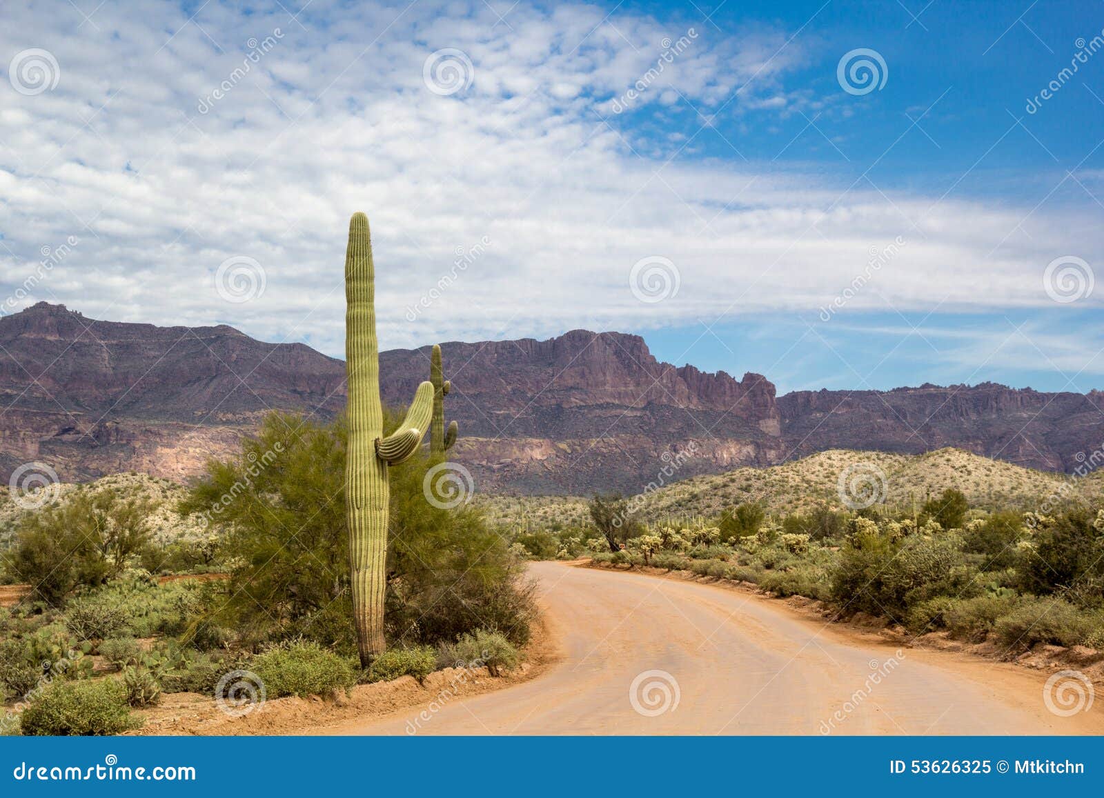 Saguaro Cactus on Peralta Road Stock Image Image of outdoors, saguaro