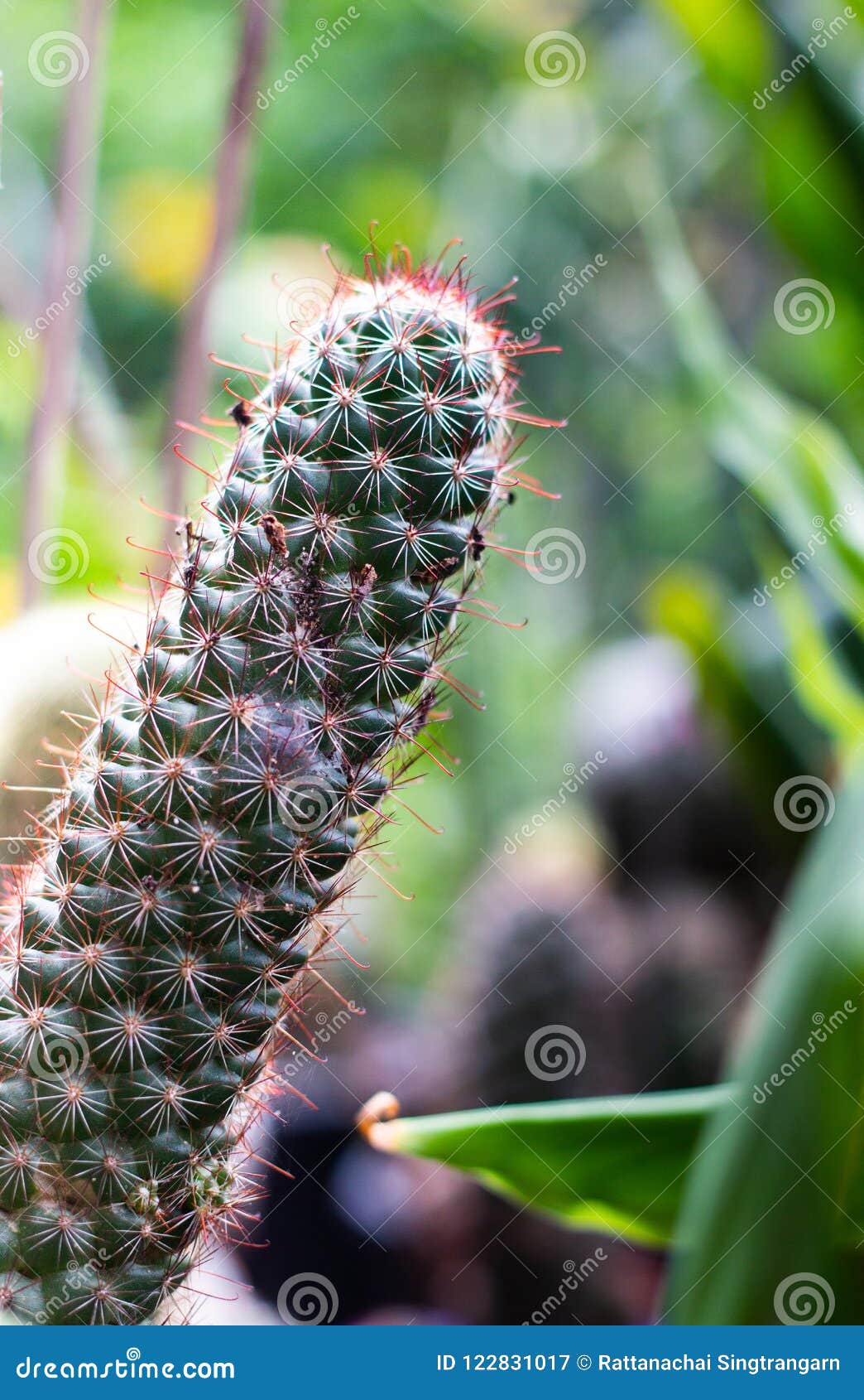 Saguaro Cactus Plant With Prickly Pears Green Color Of Thorn