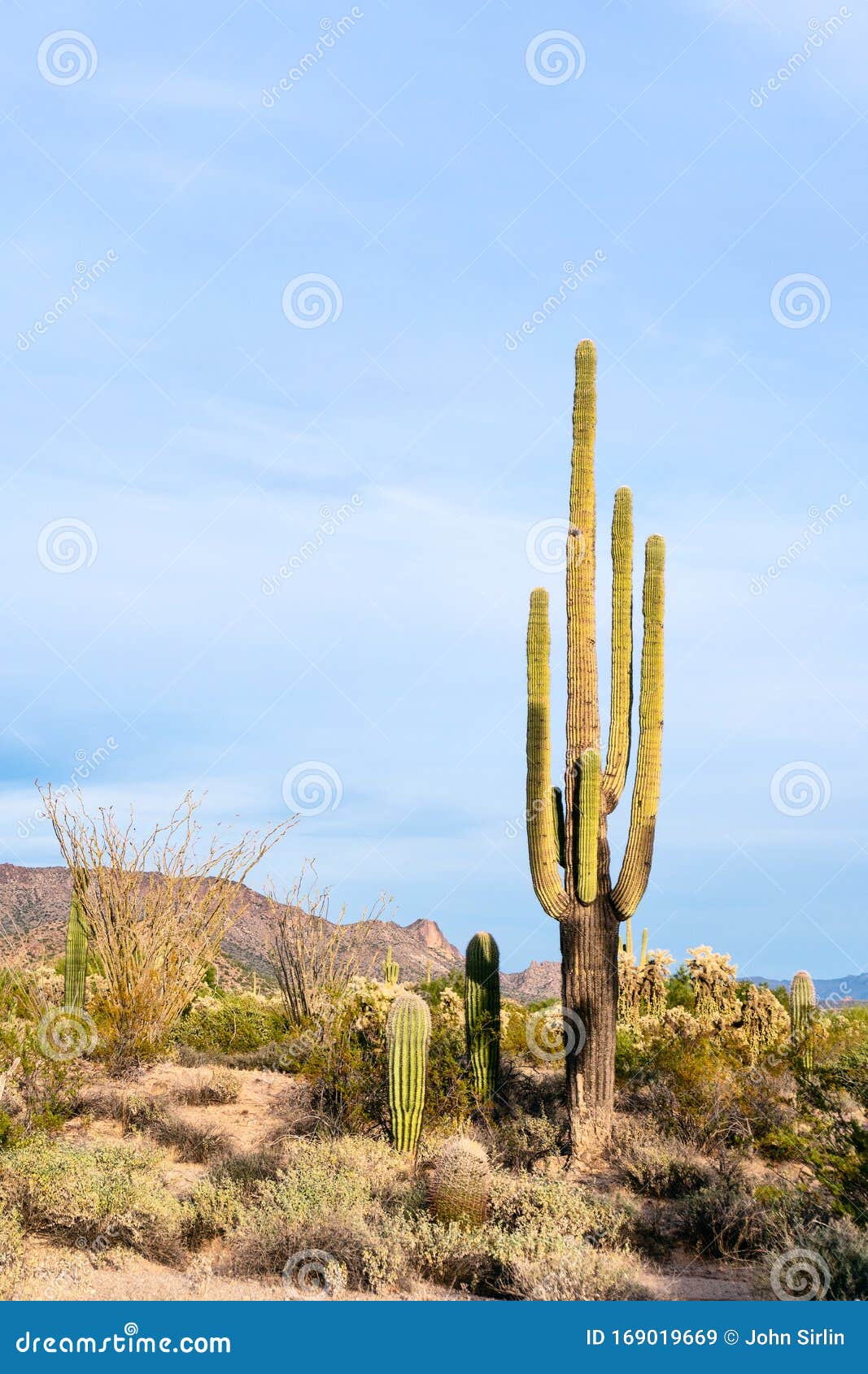 saguaro cactus and sonoran desert landscape