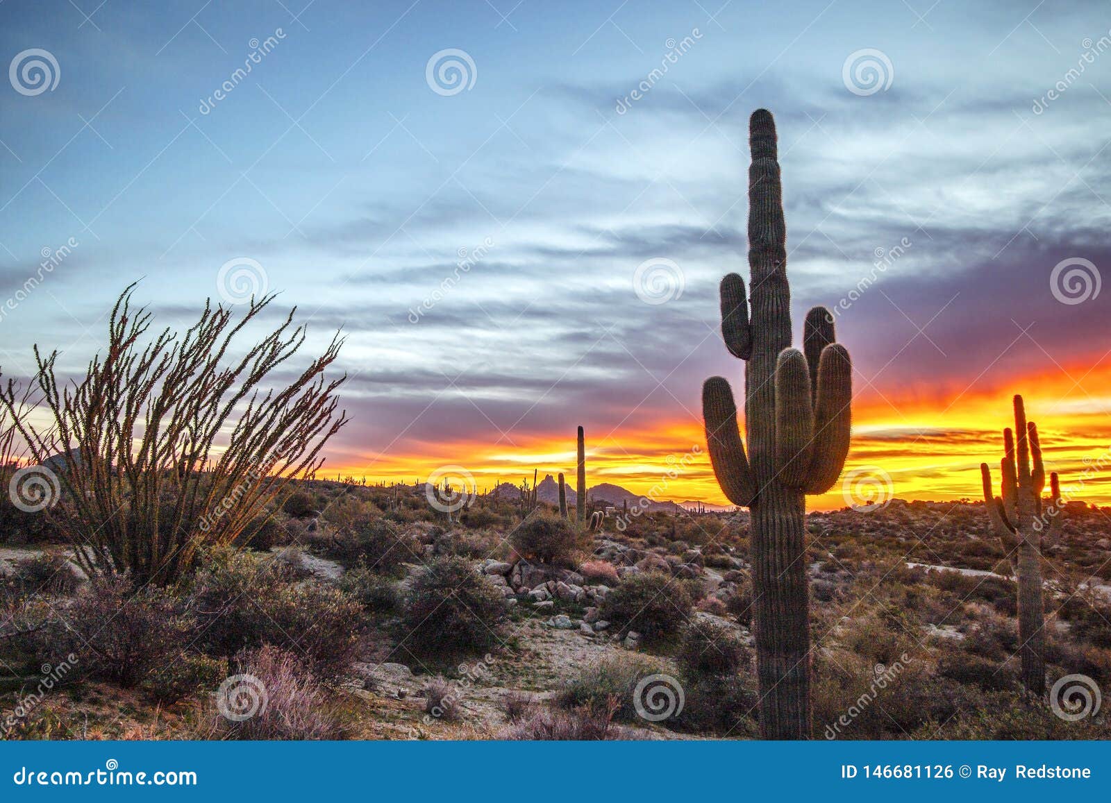 Saguaro Cactus with Vibrant Sunset Background Stock Photo - Image of ...