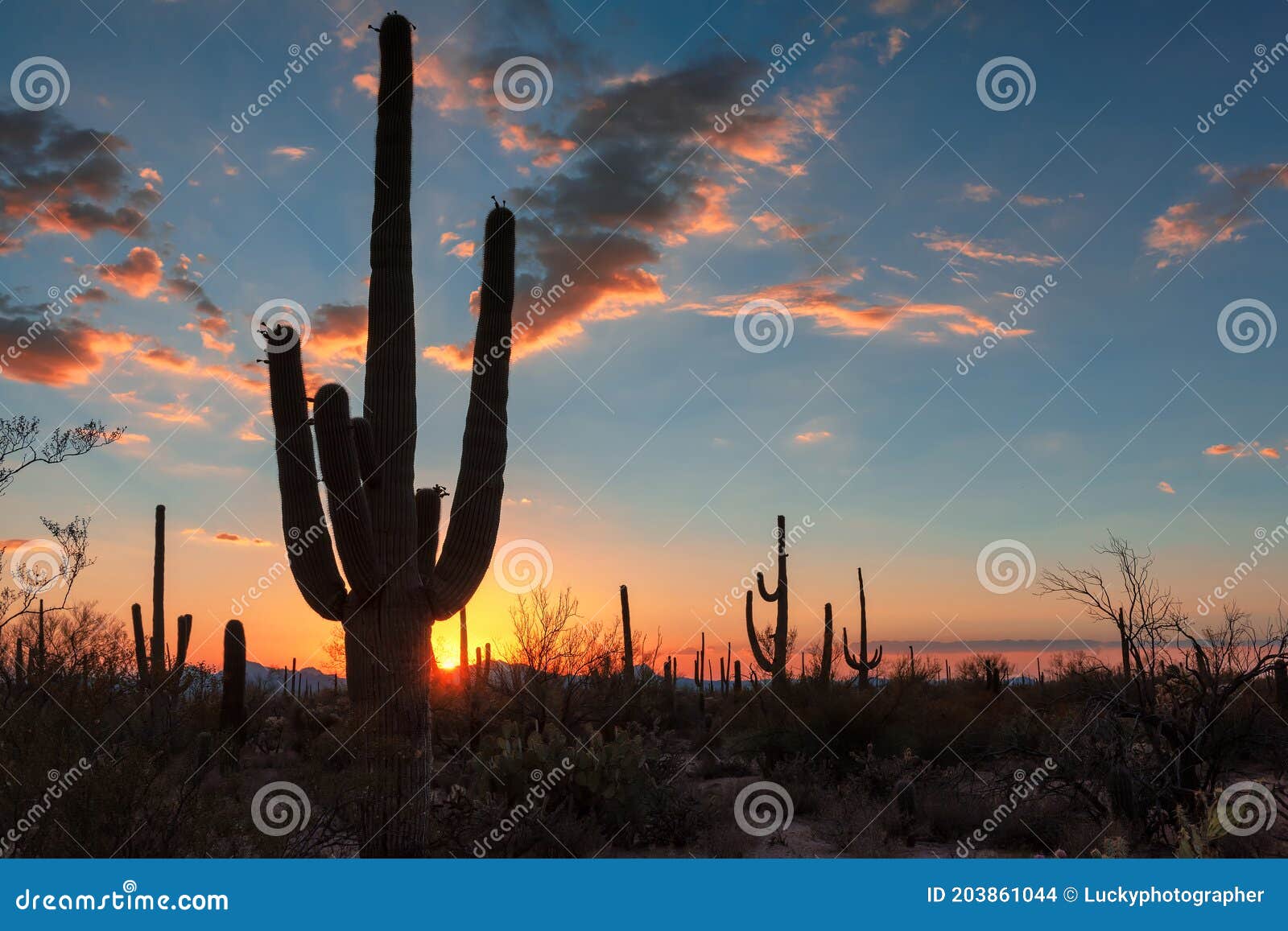 Saguaro Cactus at Sunset in Sonoran Desert, Phoenix, Arizona Stock ...