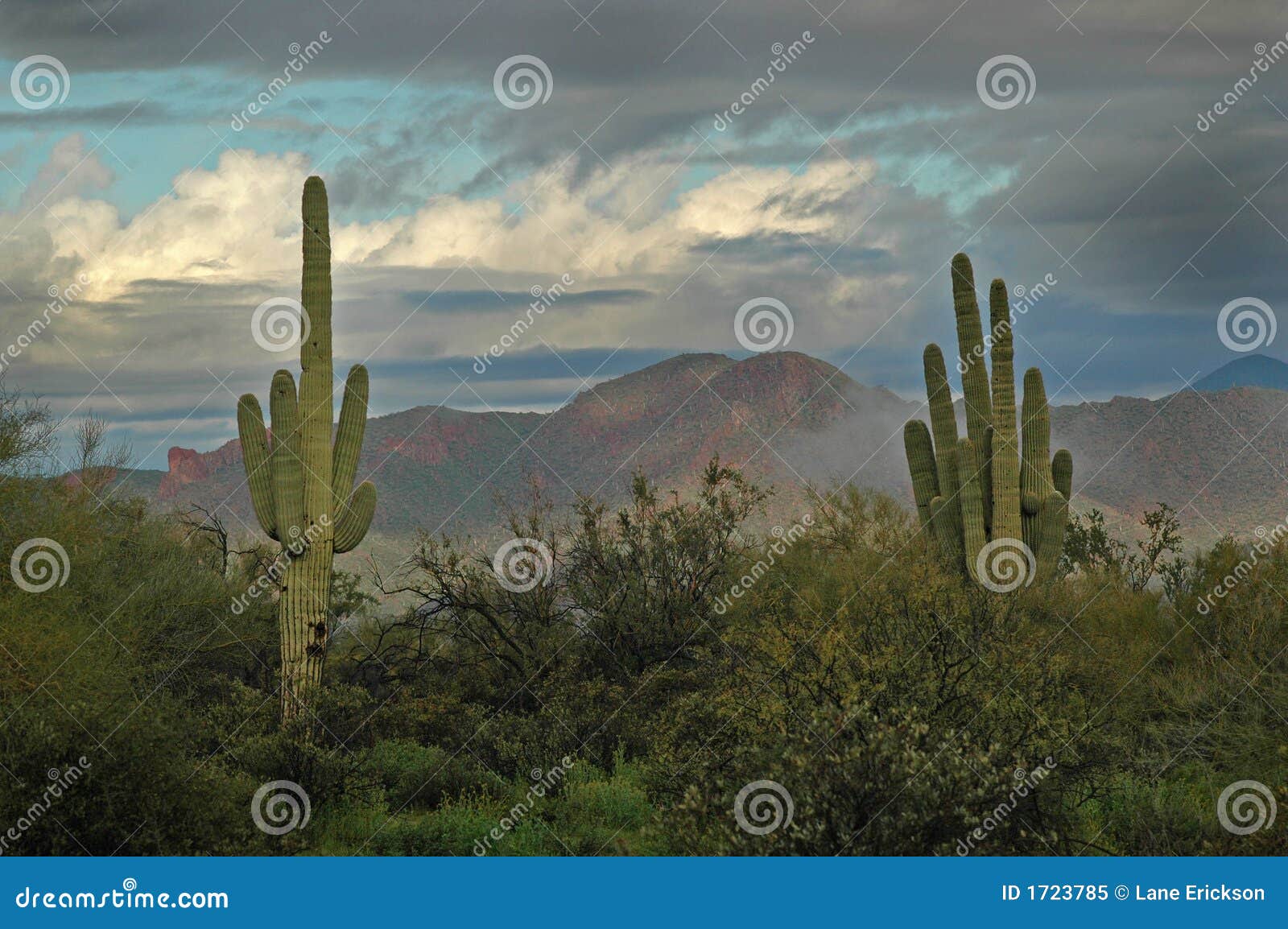 saguaro cactus and superstition mountains 2
