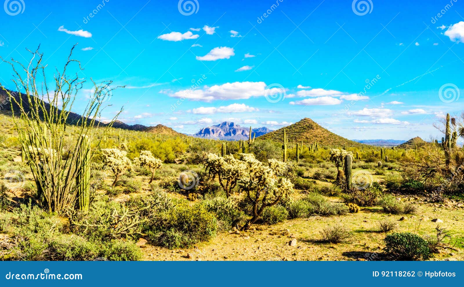 saguaro, cholla and other cacti in the semidesert landscape around usery mountain and superstition mountain in the background