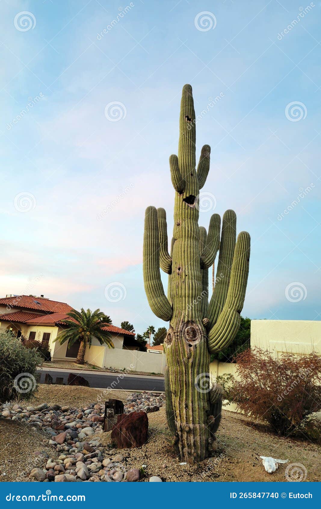Saguaro En La Comunidad Residencial De Arizona En La Mañana Del Invierno  Foto de archivo - Imagen de crezca, exterior: 265847740