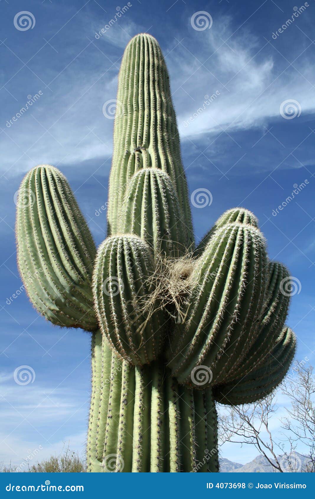 Saguaro Kaktus stockfoto. Bild von baum, wald, oase, dorn   20