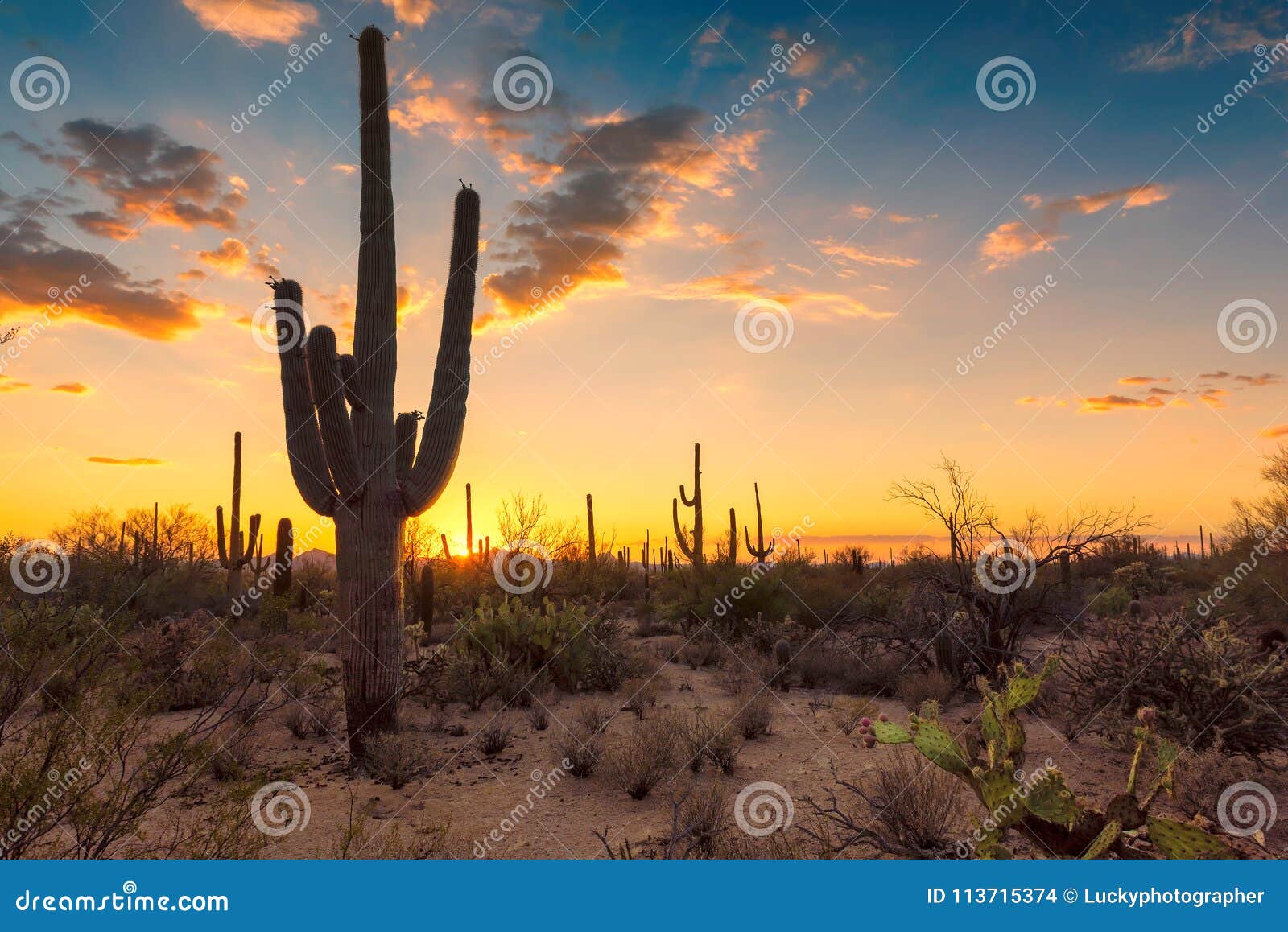 Saguaro Kaktus Bei Sonnenuntergang in Der Sonora Wüste Stockfoto ...