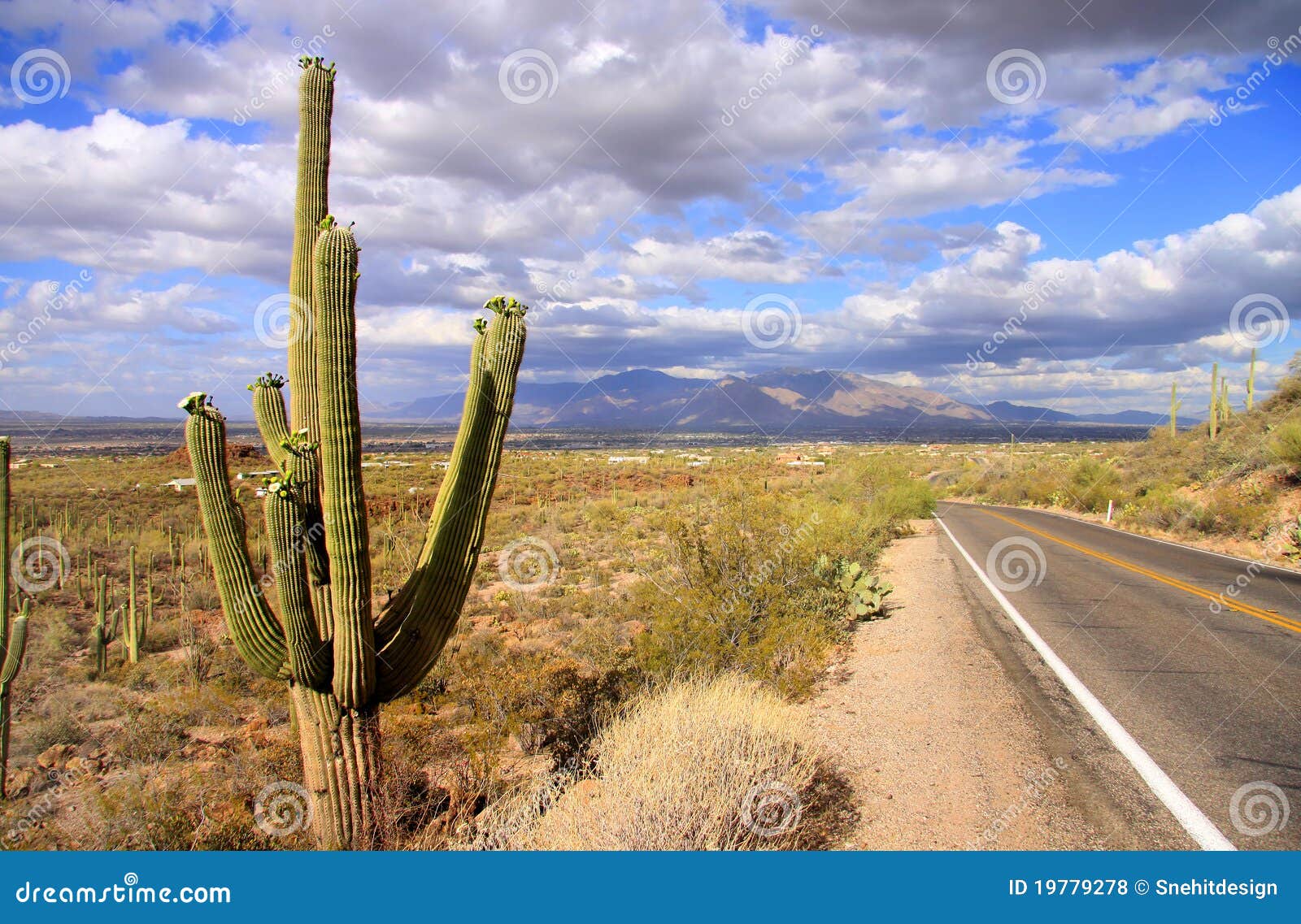 Saguaro National park stock photo. Image of large, outdoors 19779278