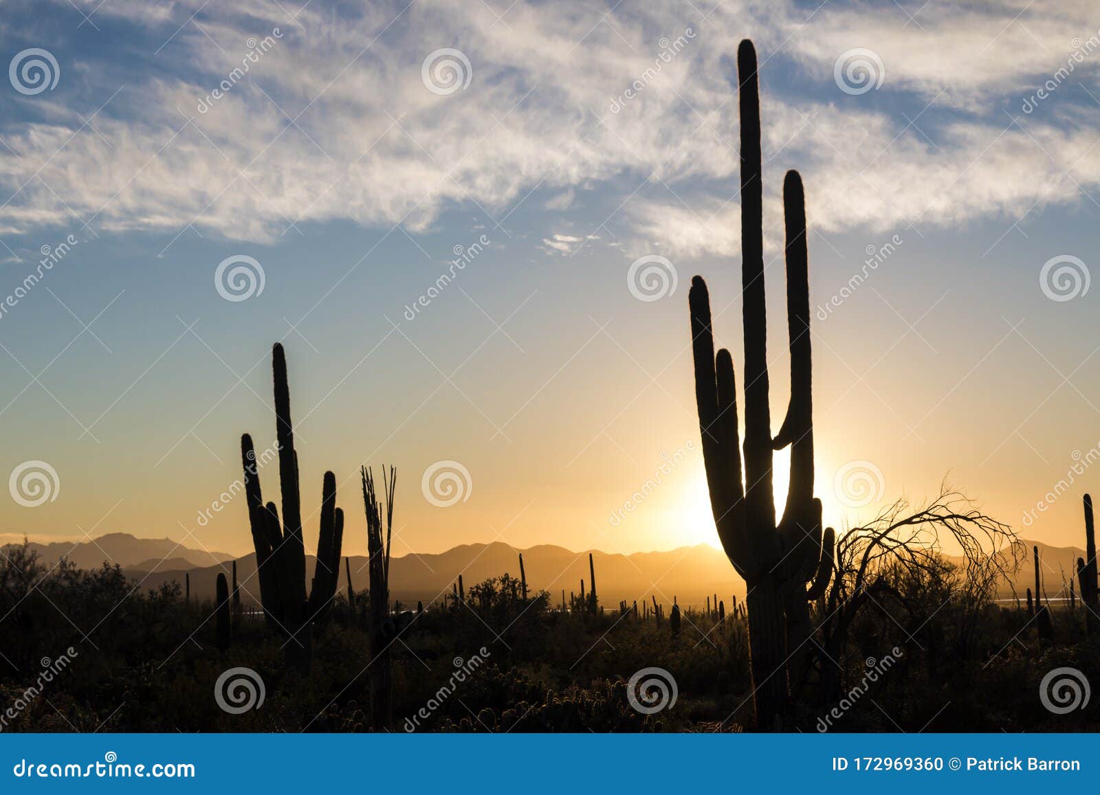Saguaro National Park Sunset in Arizona Stock Photo - Image of grass ...