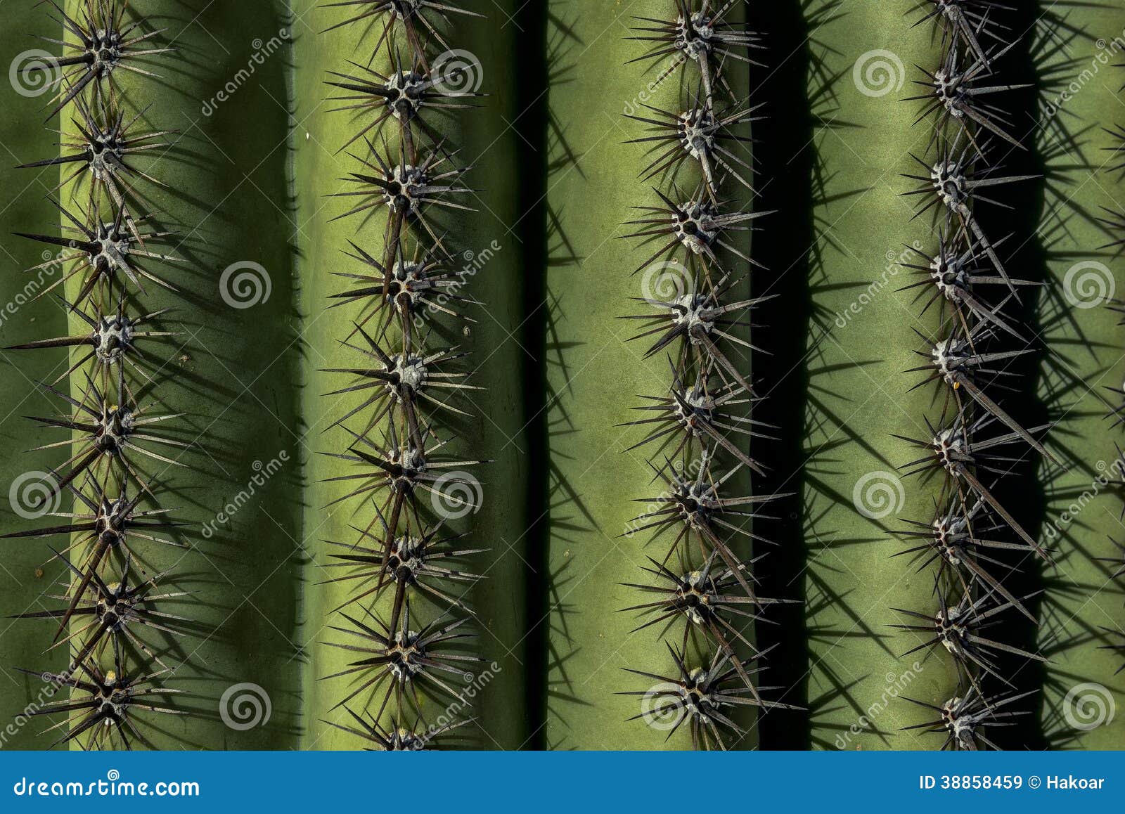 saguaro spines, saguaro national park