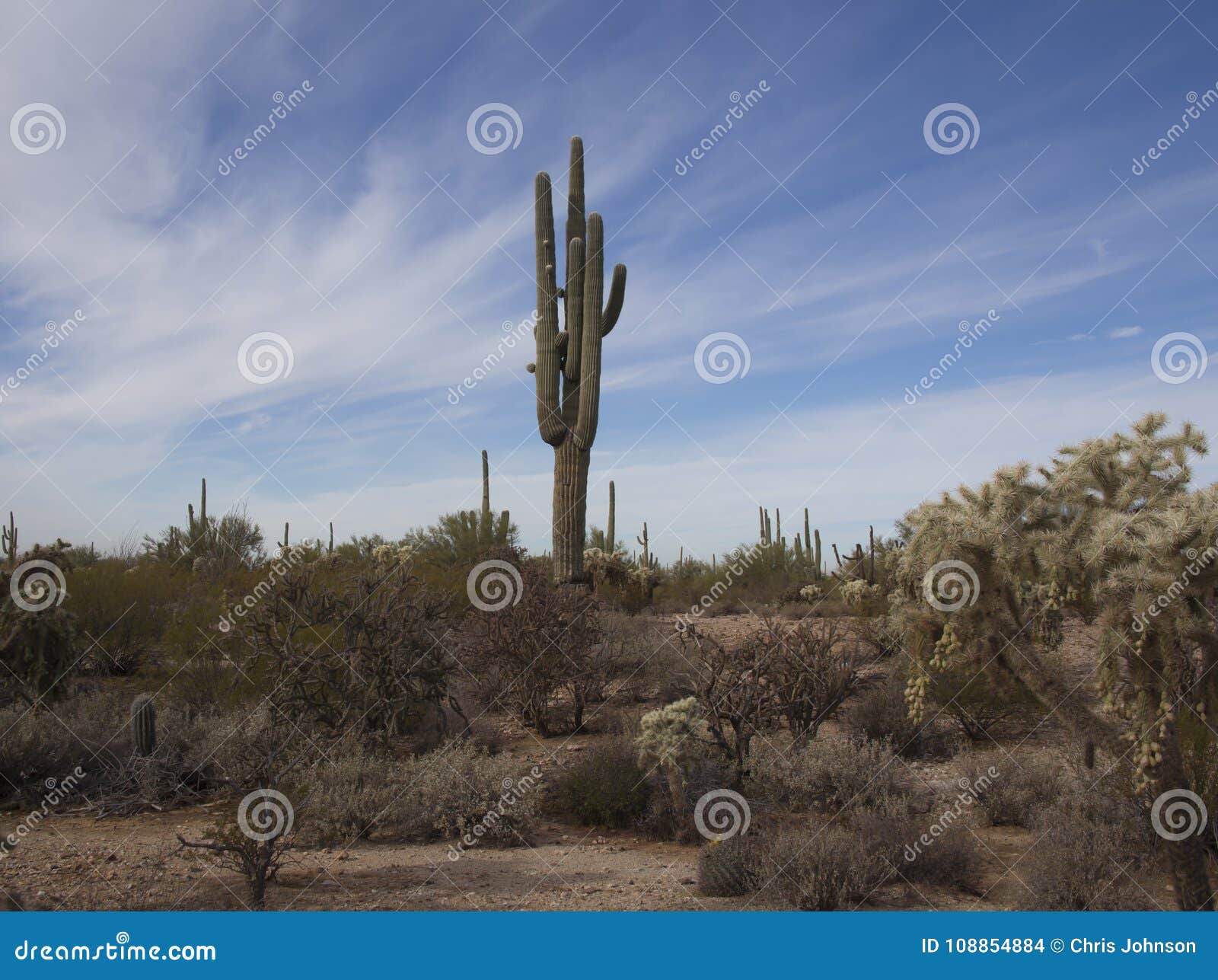 saguaros and cactus of southwest arizona desert
