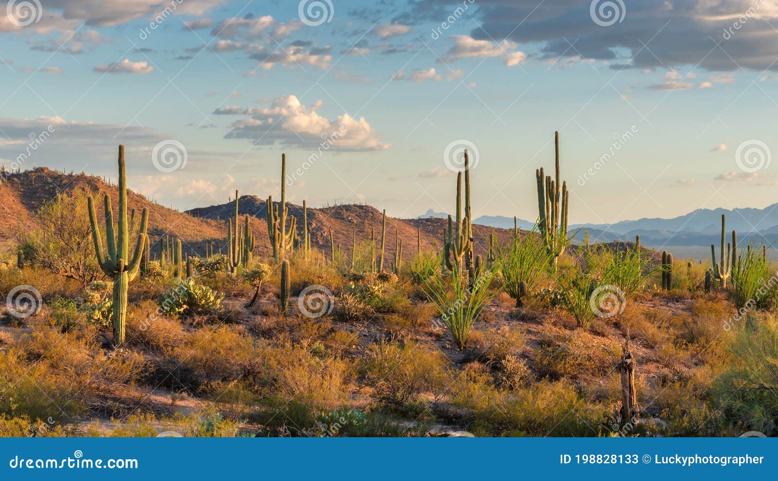 saguaros cactus at sunset in sonoran desert near phoenix, arizona.