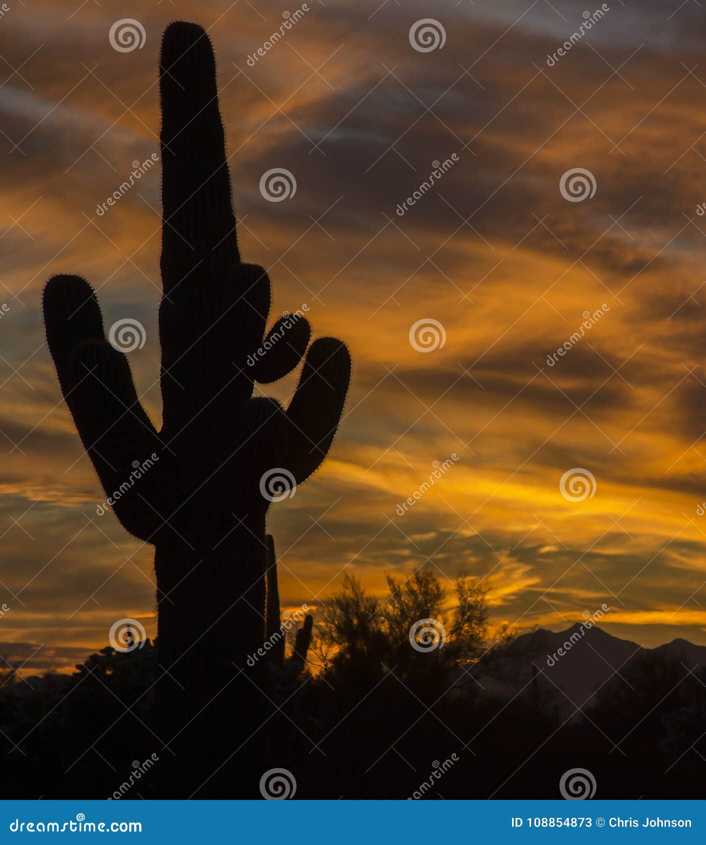 saguaros in the desert sunset. cactus has dramatic shadows