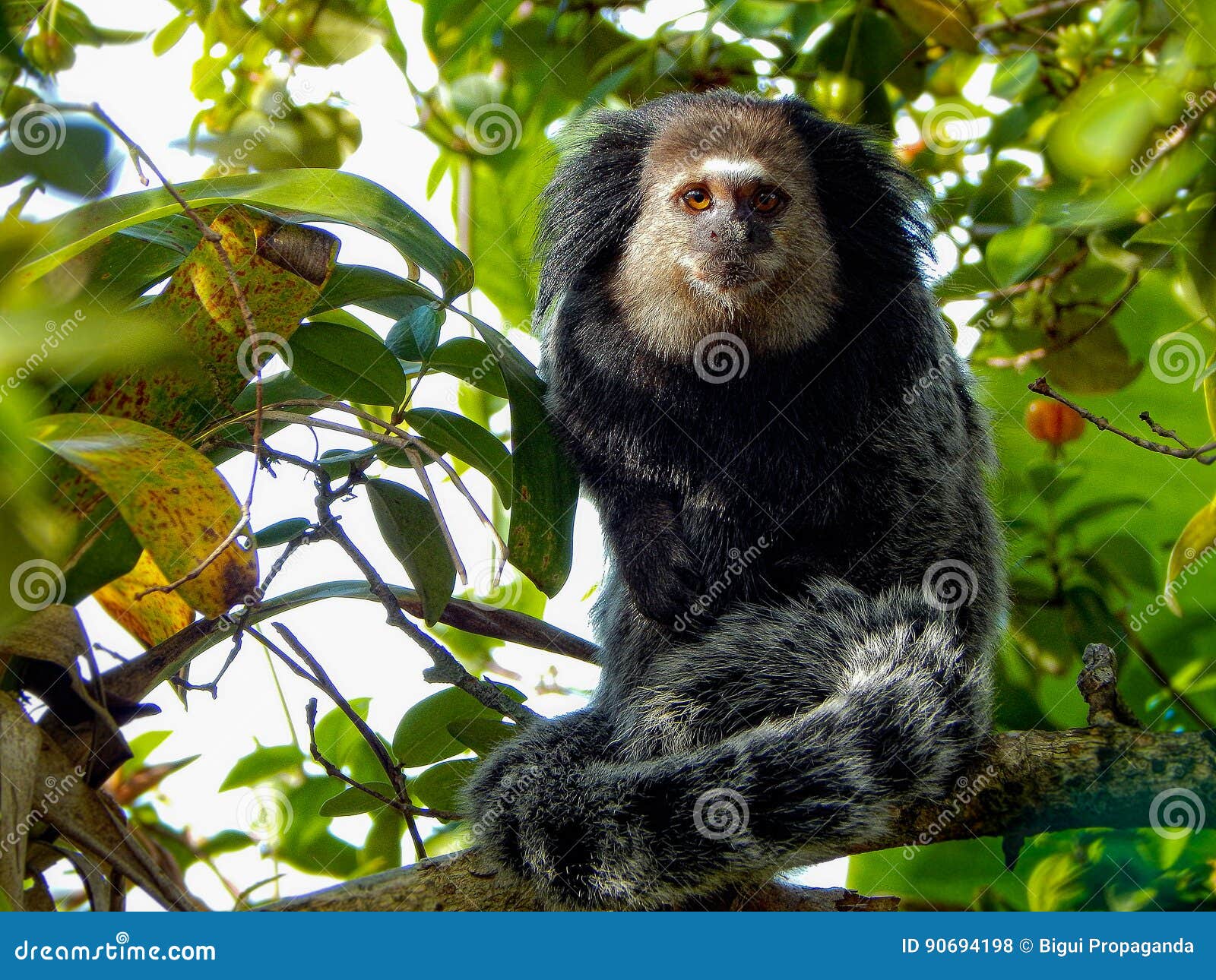 2.089 fotos de stock e banco de imagens de Sagui - Getty Images