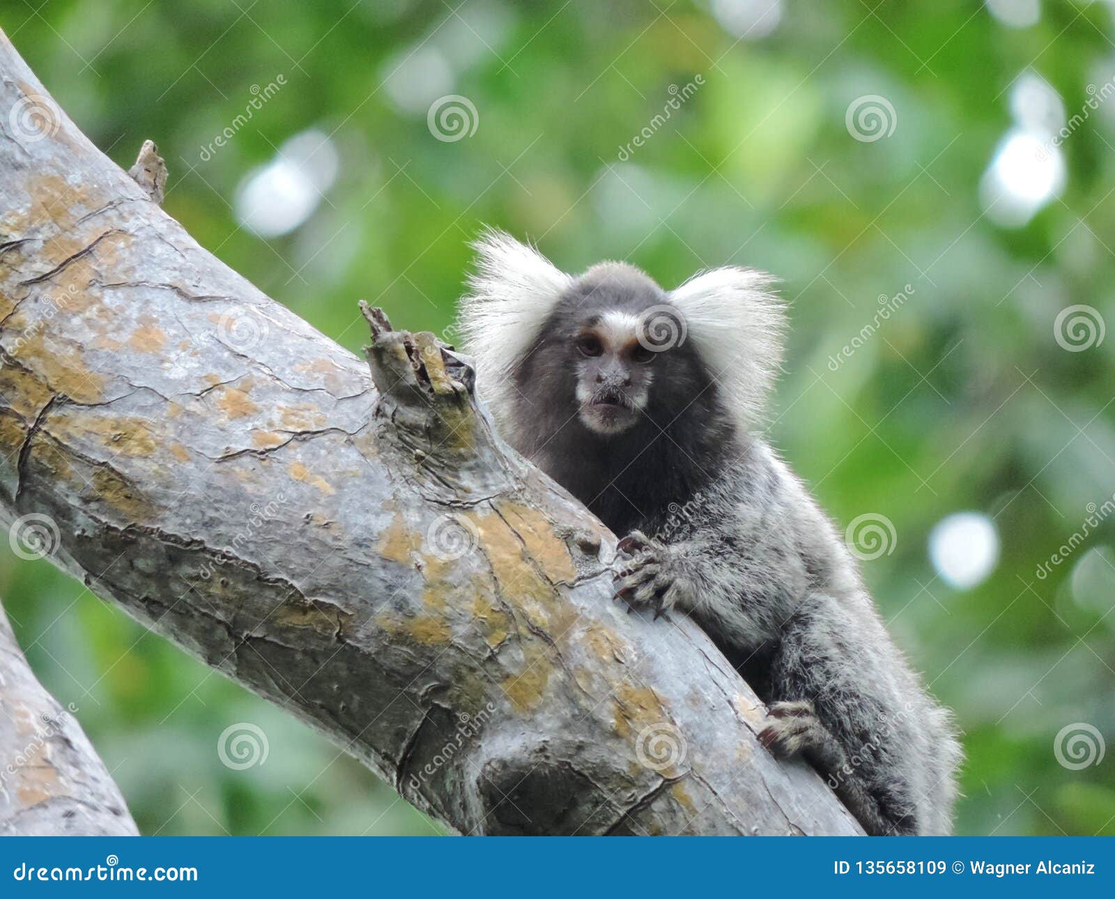 Macaco do sagui de Mico foto de stock. Imagem de pequeno - 27630008