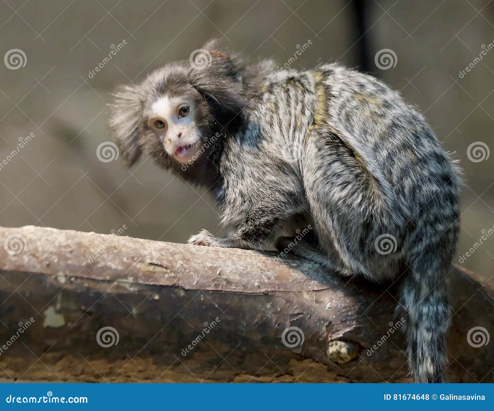 O menor macaco das Américas: Sagui-pigmeu (Cebuella pygmaea)