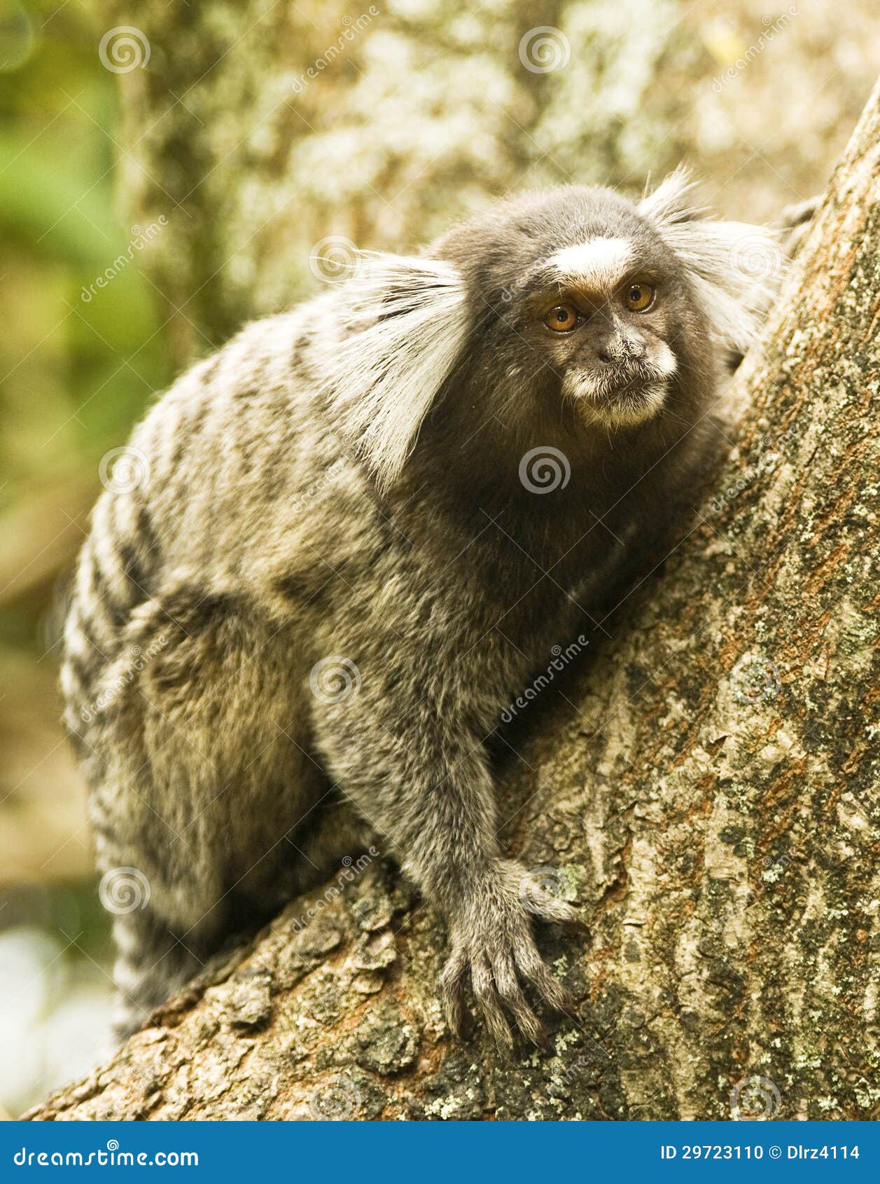 sagui dwarf monkey