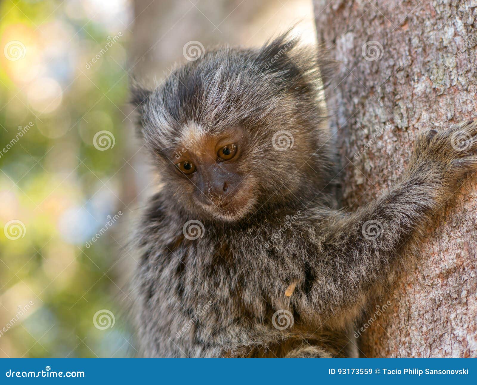 Bebê Branco-dirigido Do Sagui Foto de Stock - Imagem de macaco