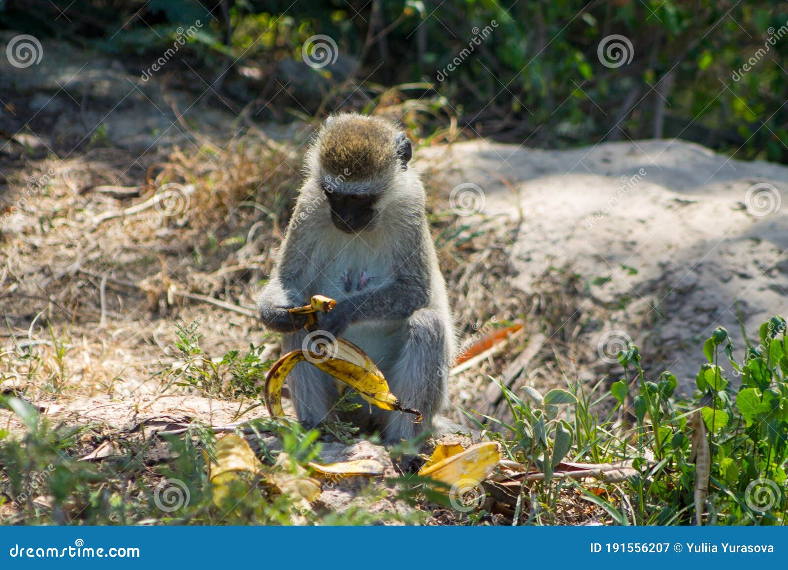 Macaco Sagui comendo banana Stock Photo