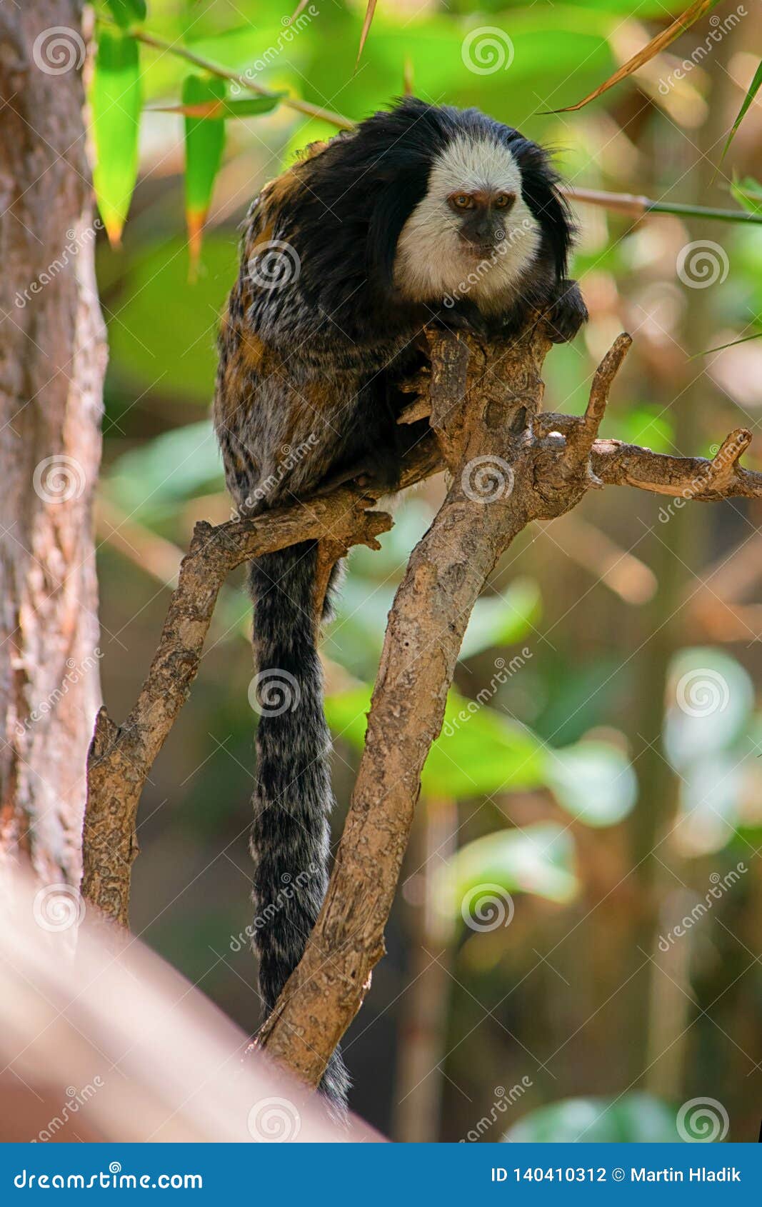 Foto de Sagüidemacaco e mais fotos de stock de Sagui - Sagui, Paraguai,  Animal selvagem - iStock