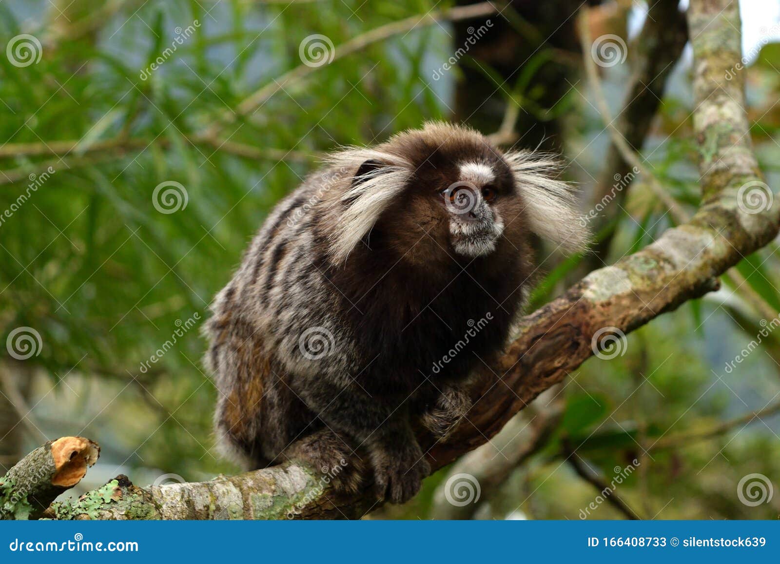 Sagui Monkey In The Wild Rio De Janeiro Brazil Stock Photo