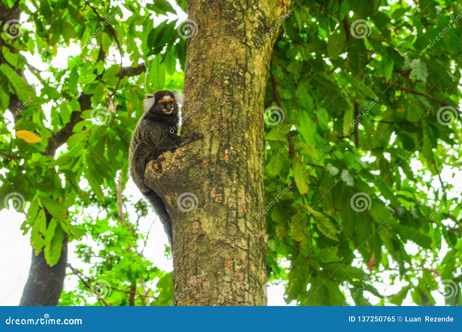Sagui Monkey In The Wild Rio De Janeiro Brazil Stock Photo