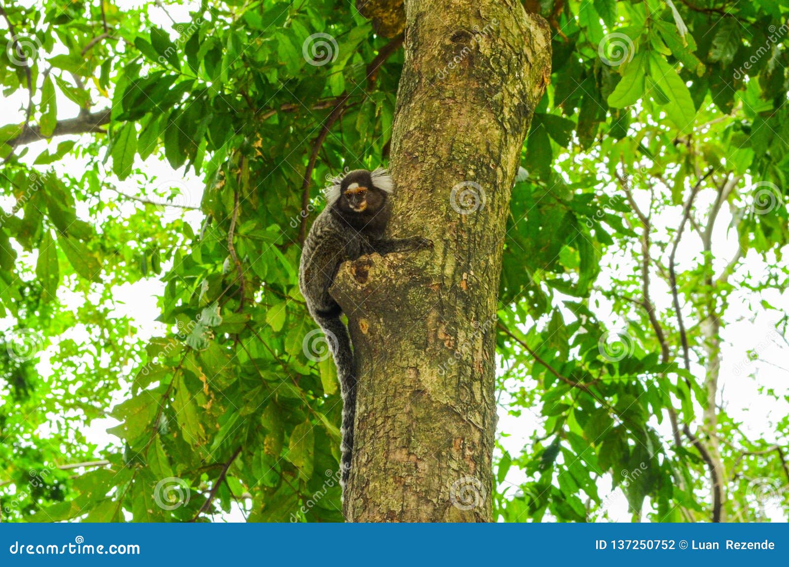 sagui monkey mico estrela in the wild in rio de janeiro, brazil