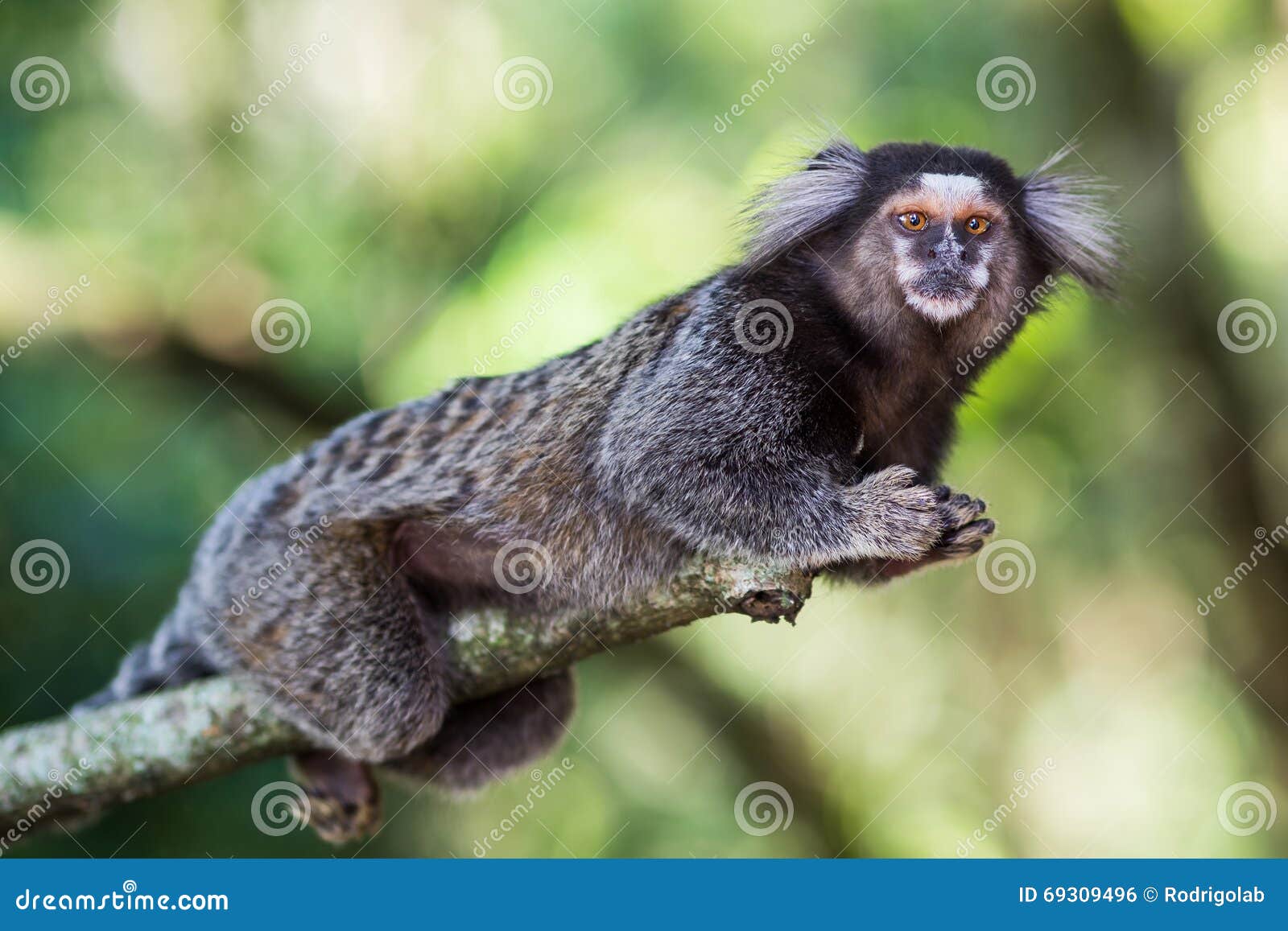 Macaco De Sagui Ou De Sagui Imagem de Stock - Imagem de brasil,  naturalizado: 146655377