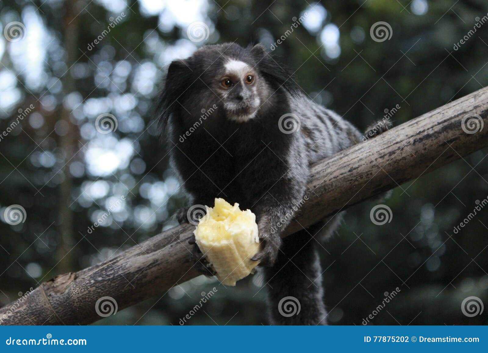 Macaco Sagui comendo banana Stock Photo