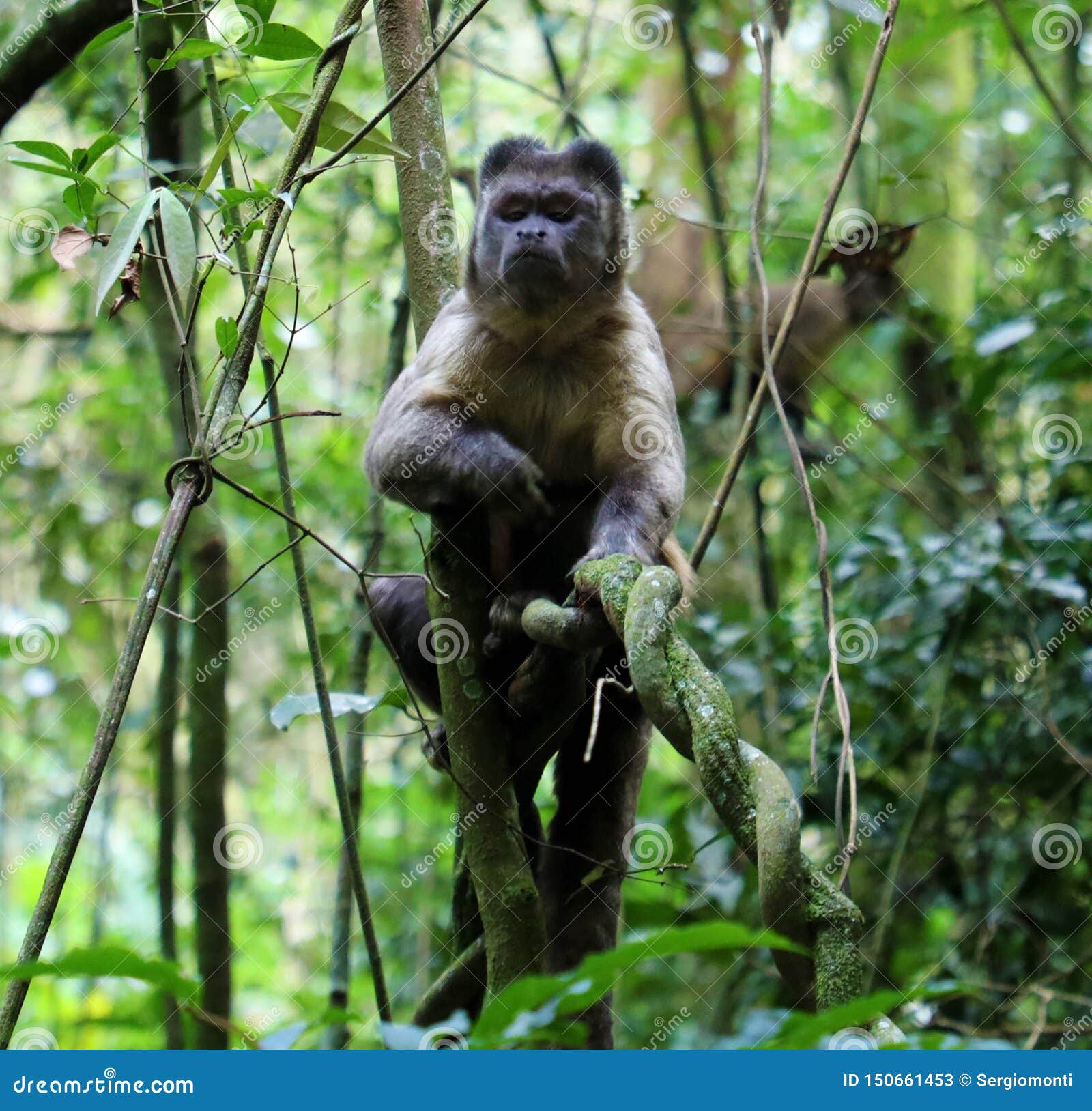 Macaco sagui em estado selvagem em são paulo brasil