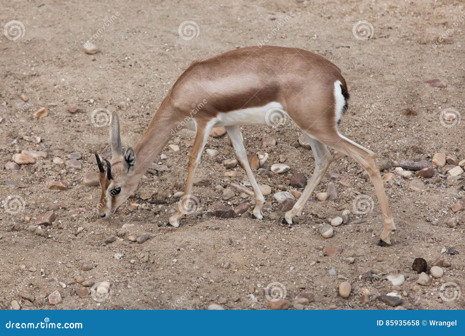saharan dorcas gazelle gazella dorcas