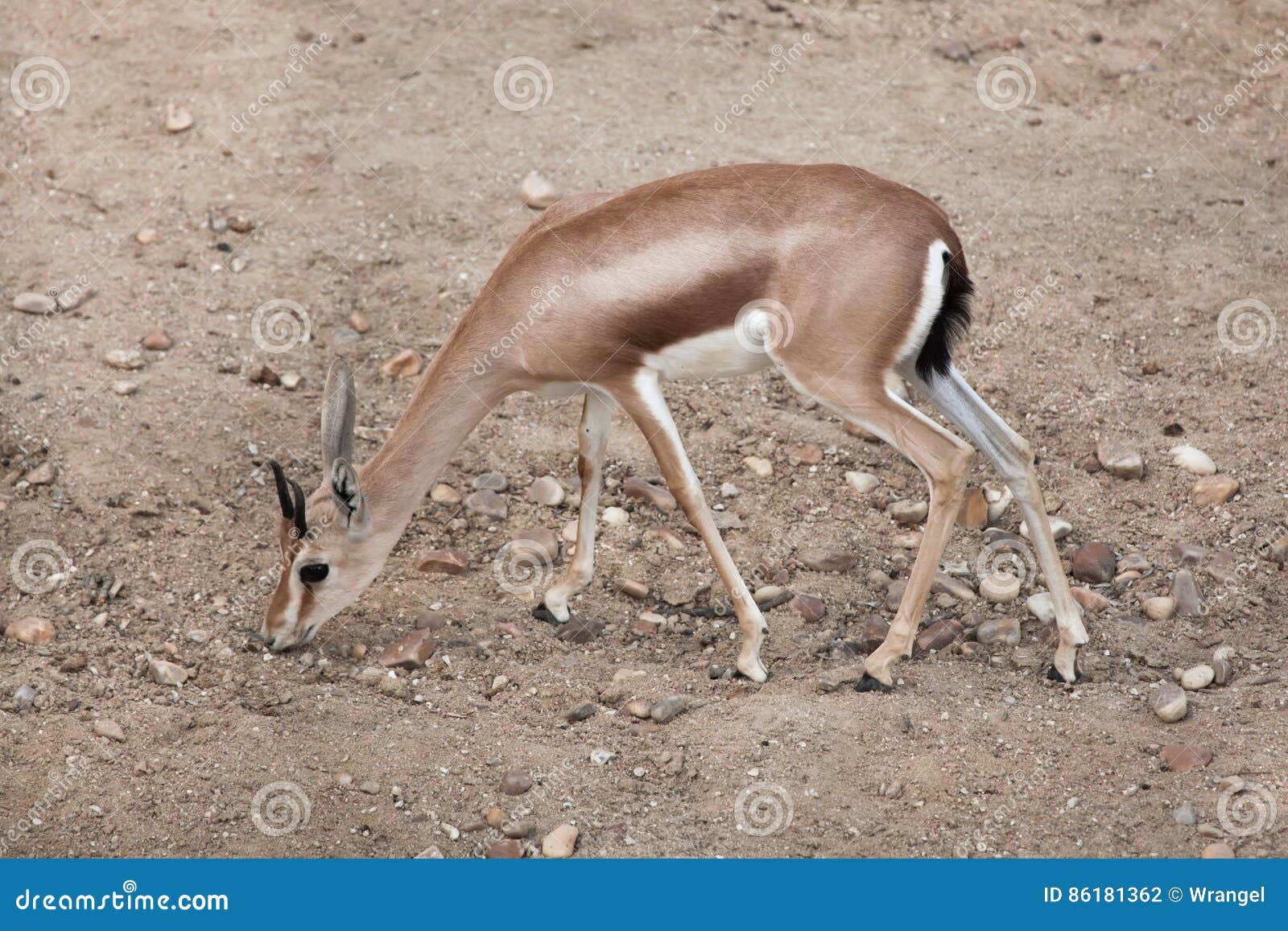 saharan dorcas gazelle gazella dorcas