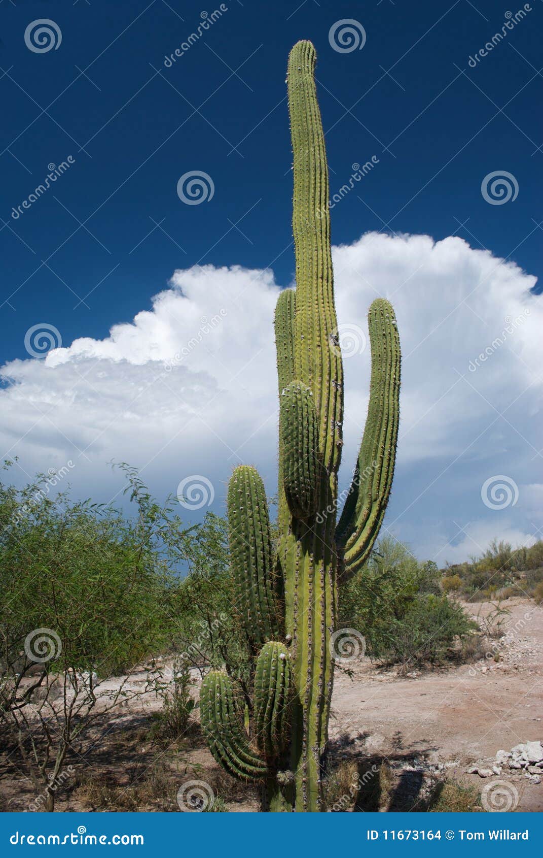 sahuaro cactus