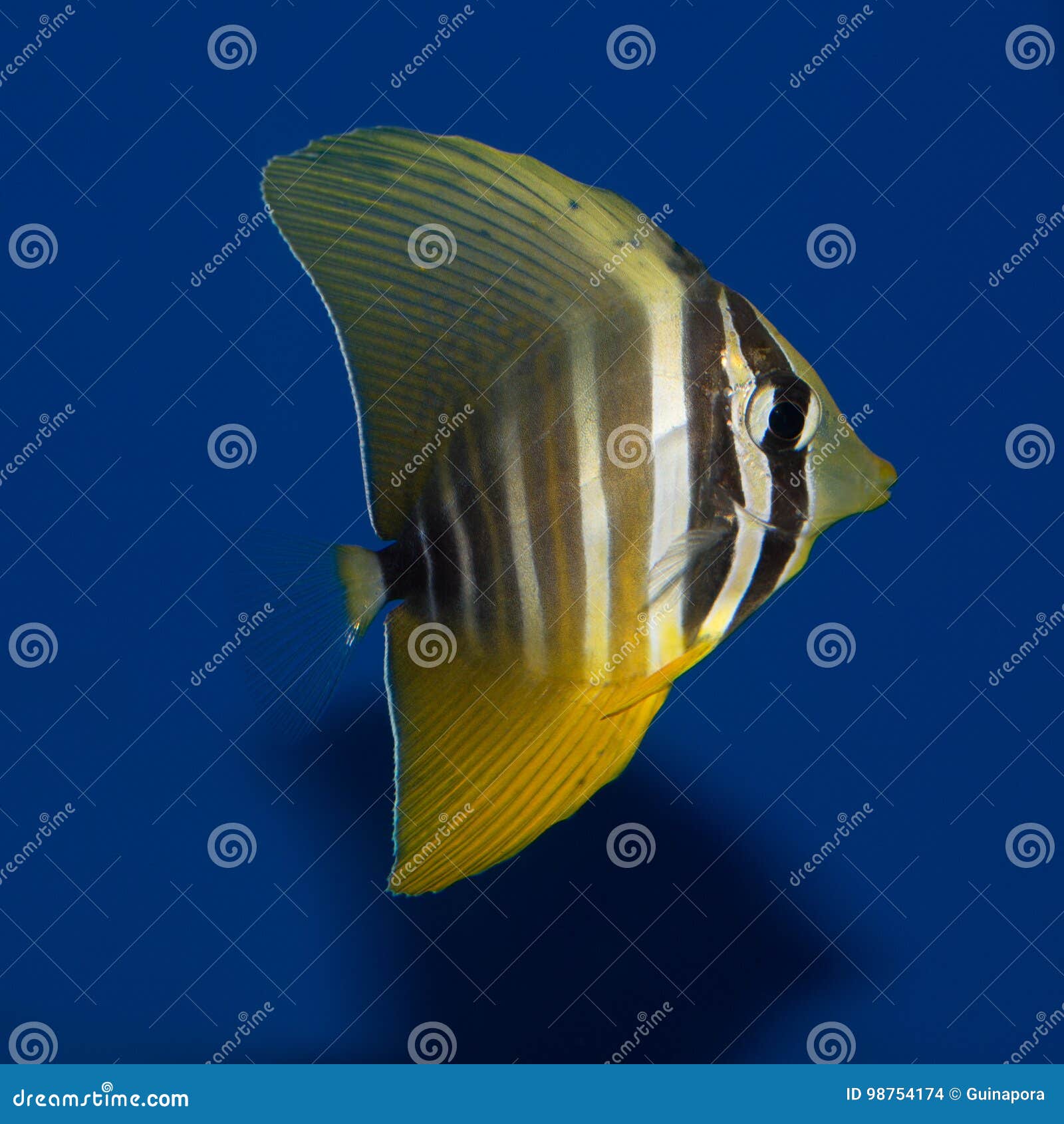 juvenile sailfin tang