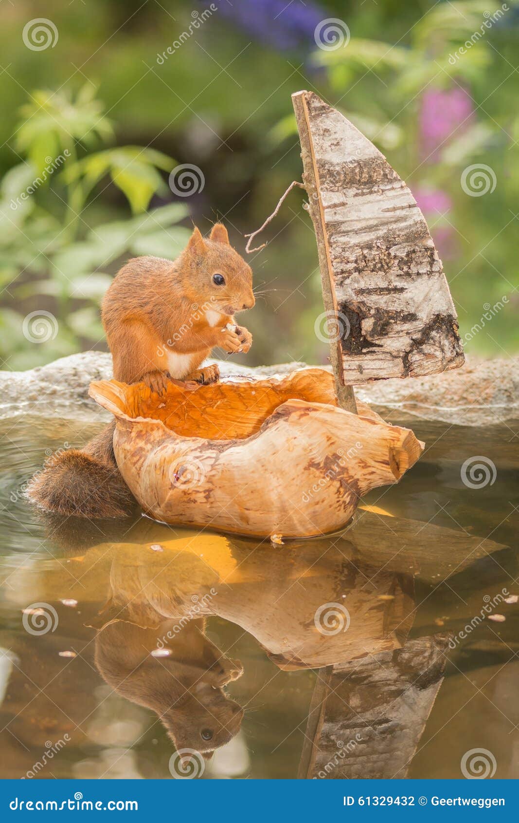 Sailing stock photo. Image of boat, happy, rodent, sail 61329432