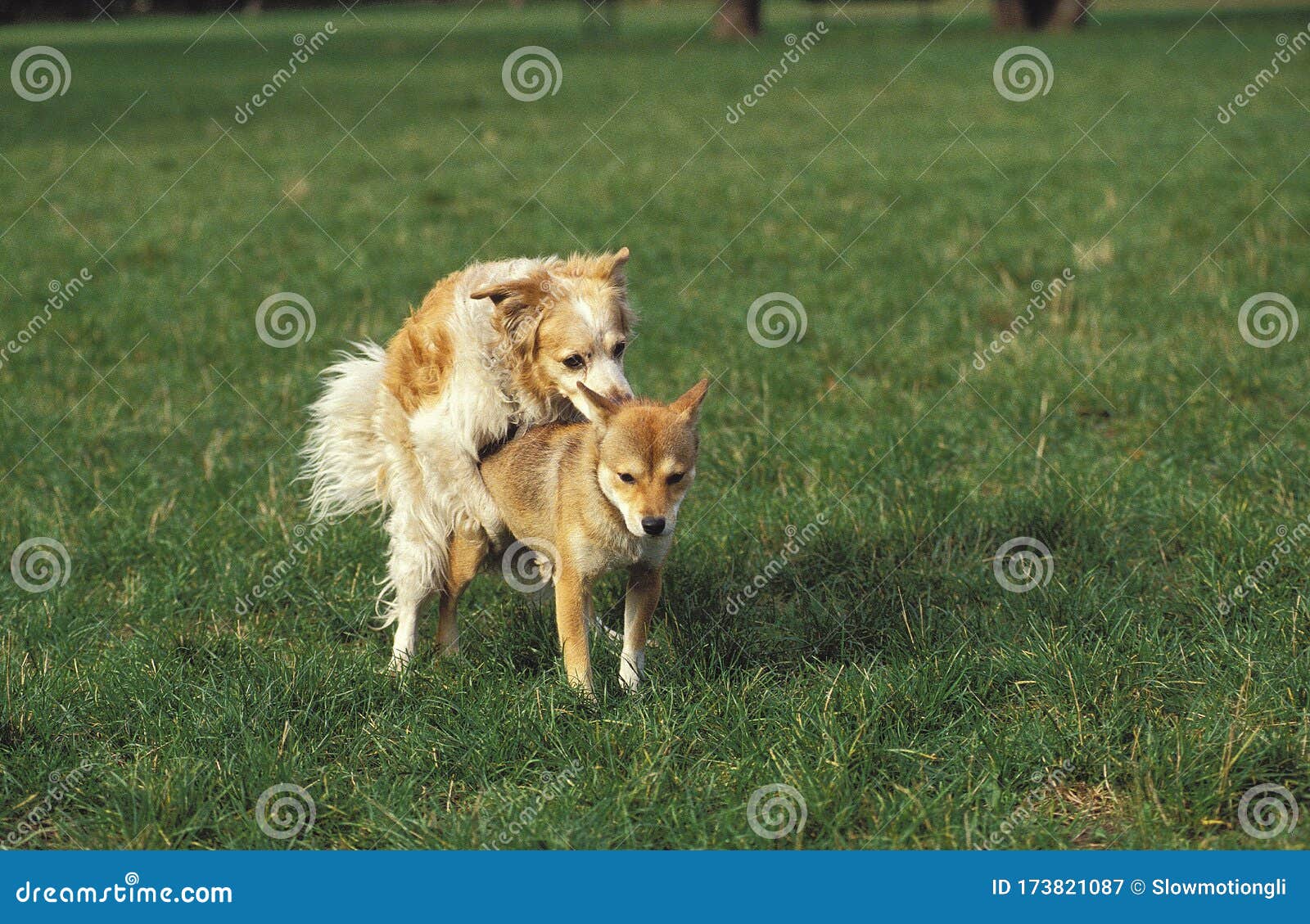 Saillie chien стоковое изображение. изображение насчитывающей собаки