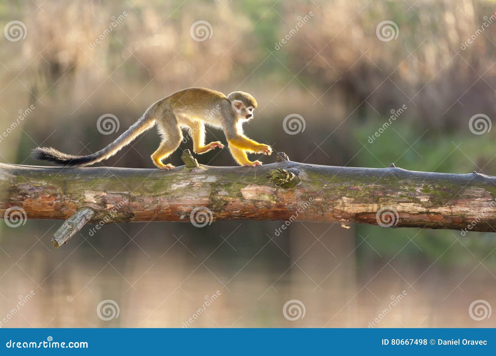 saimiri sciureus - squirrel monkey