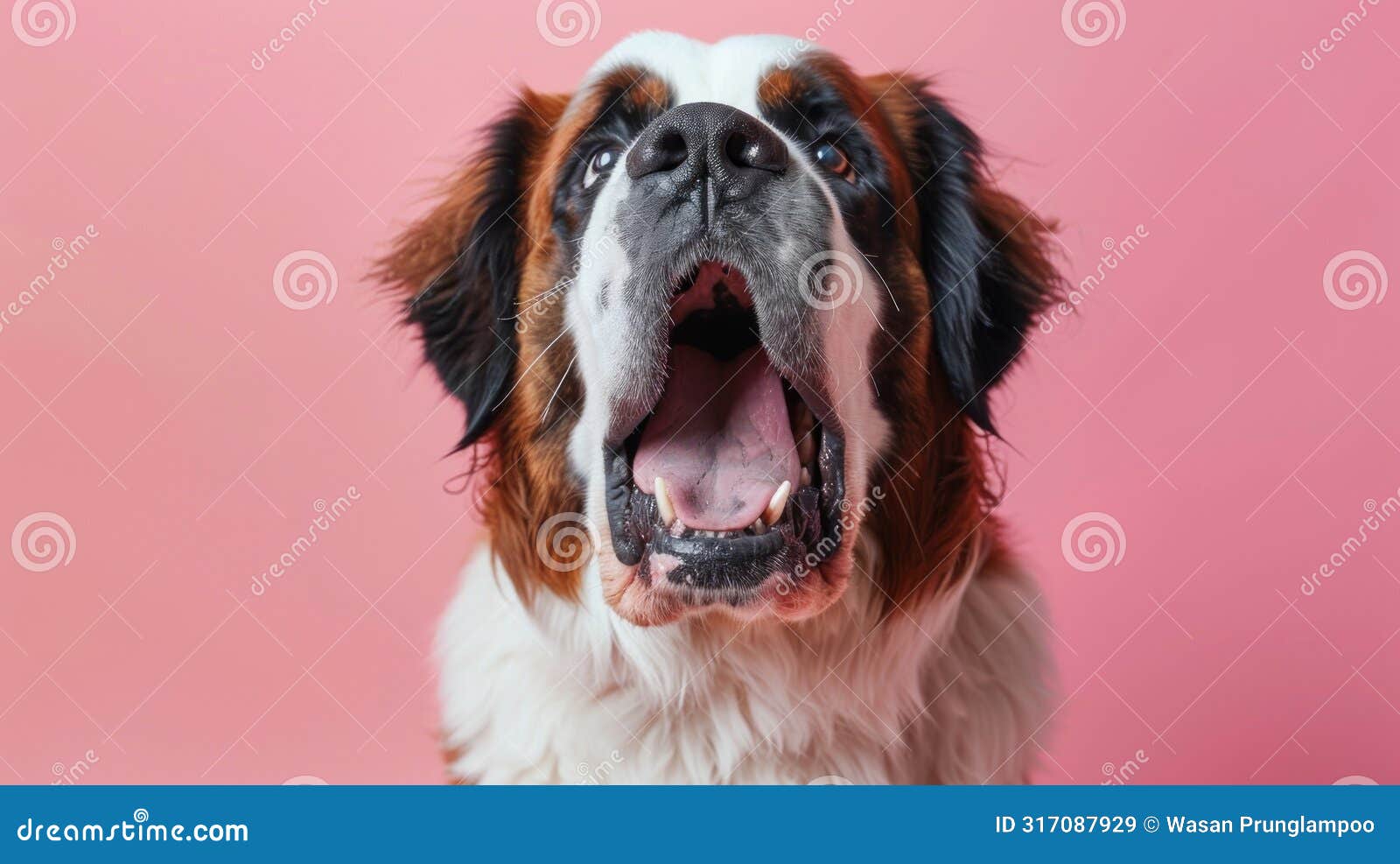 Saint Bernard, Angry Dog Baring Its Teeth, Studio Lighting Pastel