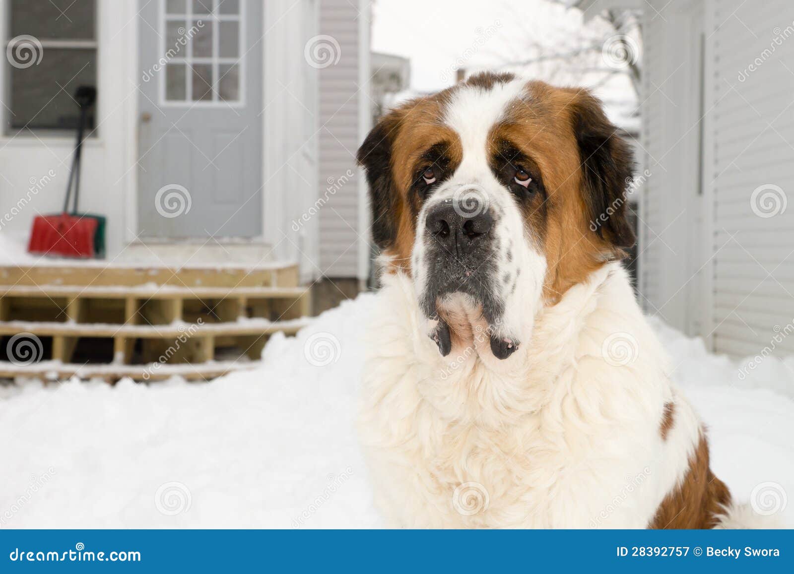 Saint Bernard Dog Outside in Winter Stock Image Image of mutt, winter