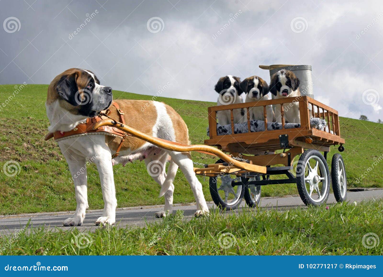 https://thumbs.dreamstime.com/z/saint-bernard-female-three-puppies-cart-bernhard-pulling-wagon-country-road-switzerland-102771217.jpg