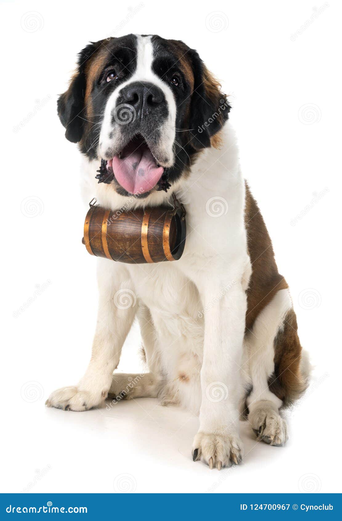 st bernard collar