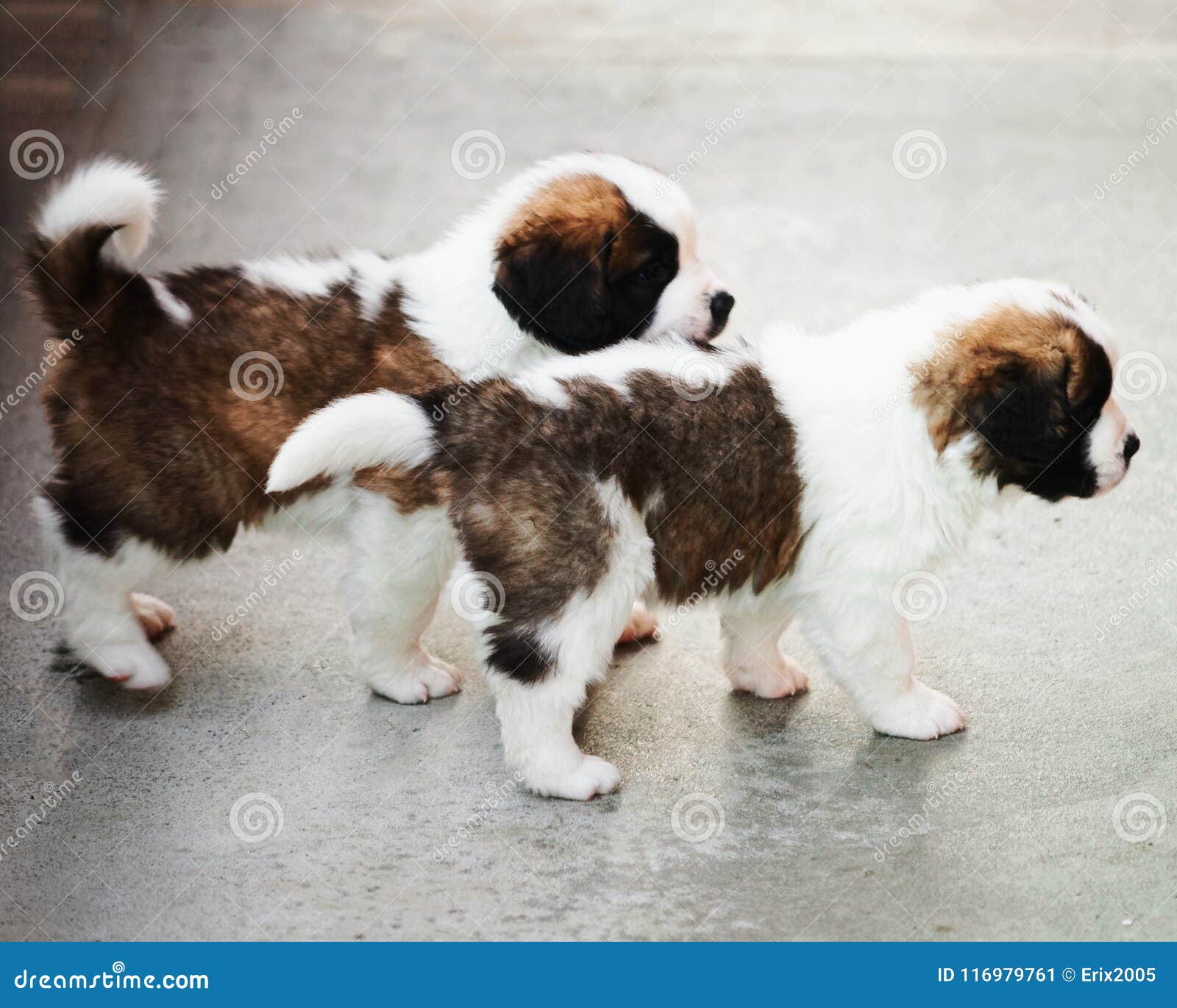 alpine mastiff puppies