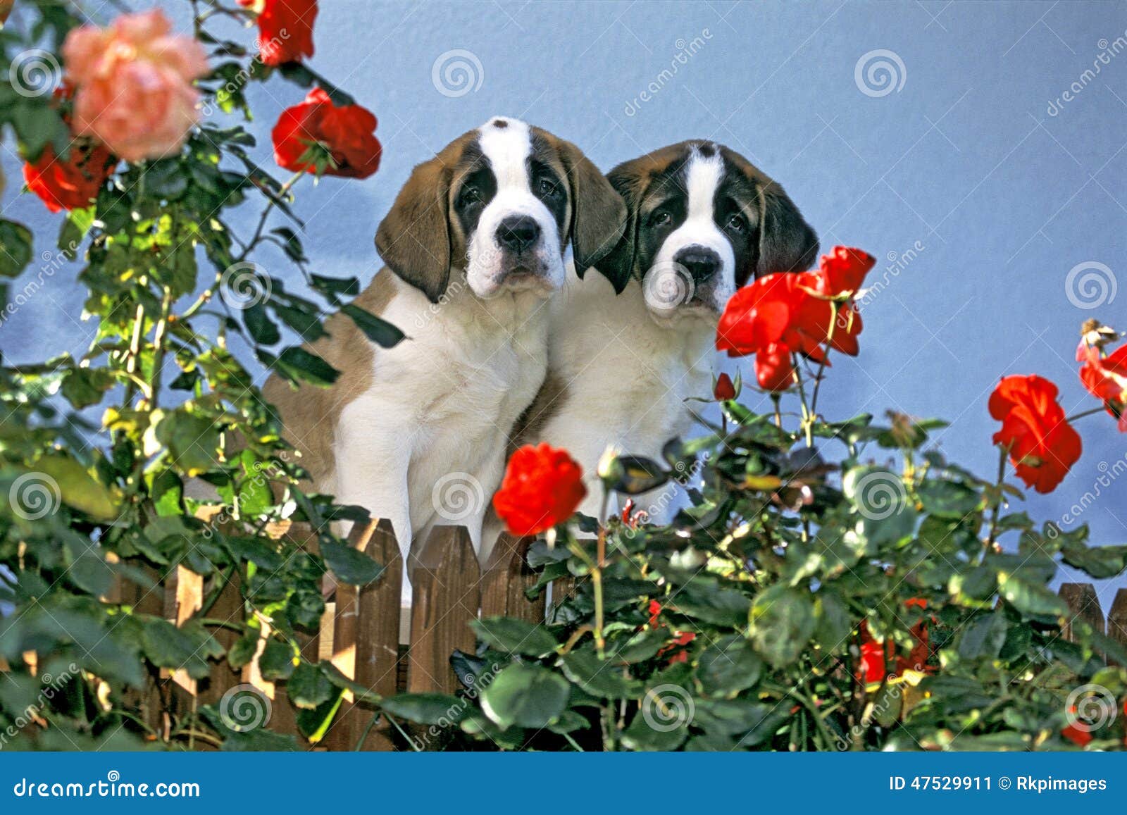 Saint Bernard Puppies stock image. Image of animal, saint - 47529911