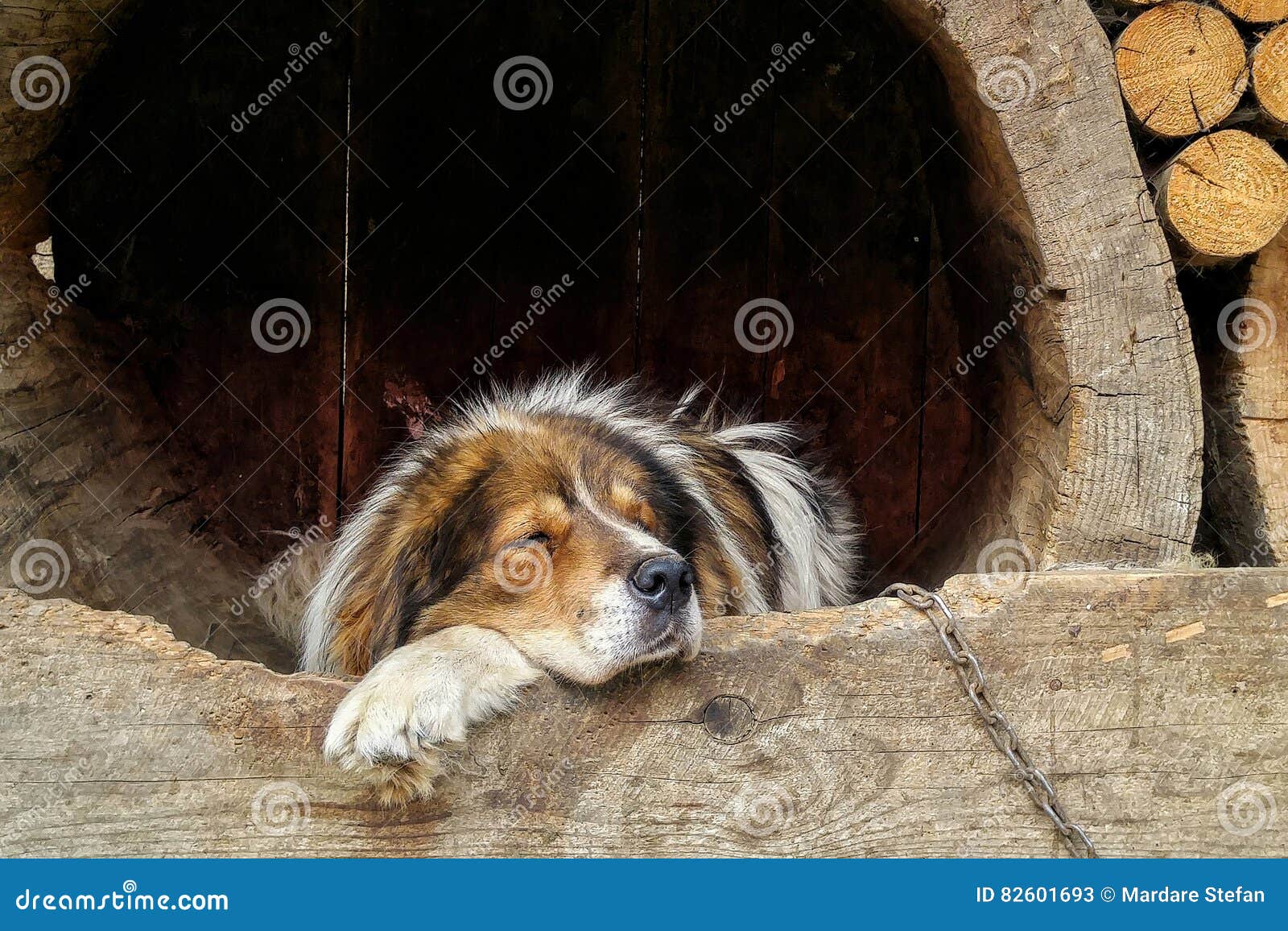Saint Bernard stock image. Image of saintbernard, sleep 82601693