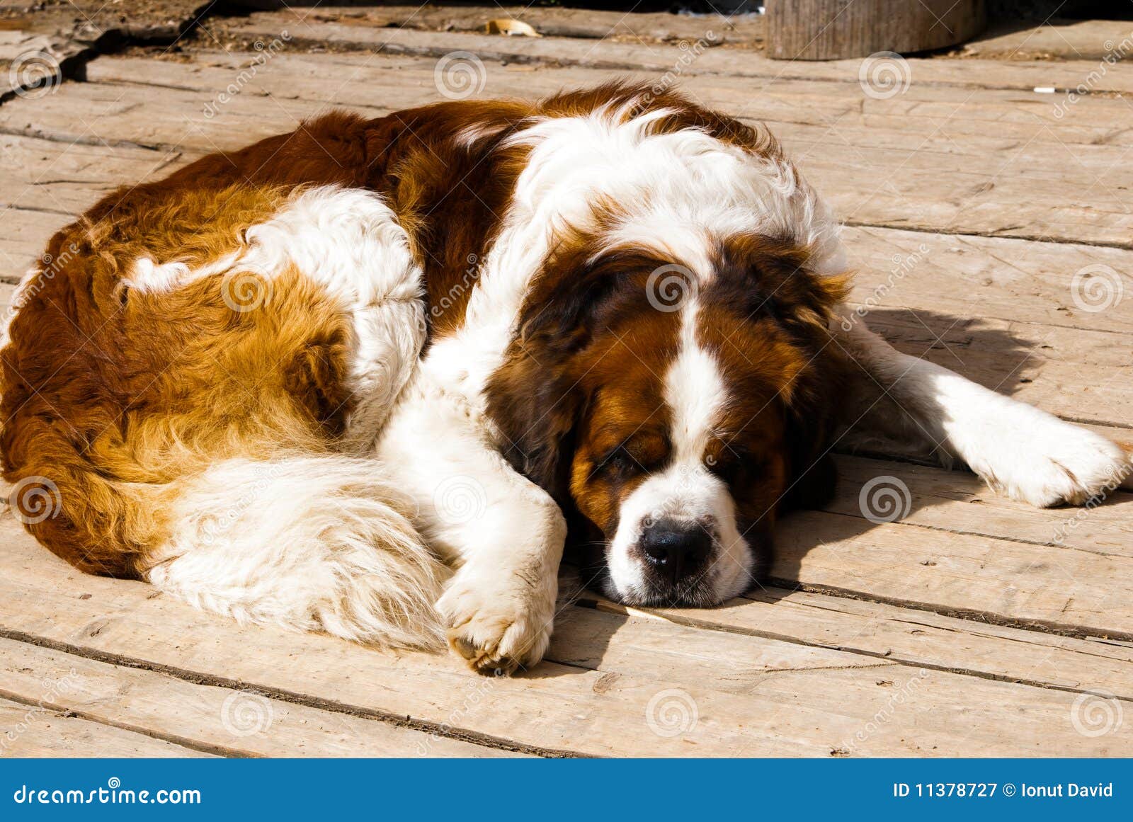 SaintBernard sleeping stock image. Image of asleep, terriers 11378727