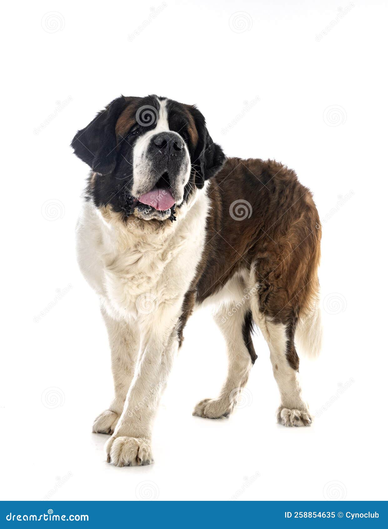 Saint bernard in studio stock image. Image of isolated 258854635