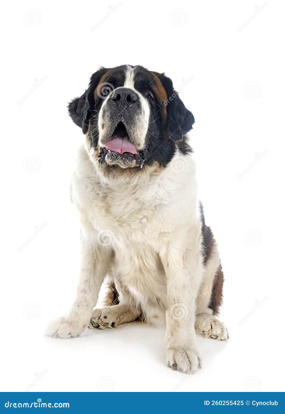 Saint bernard in studio stock image. Image of animal 260255425