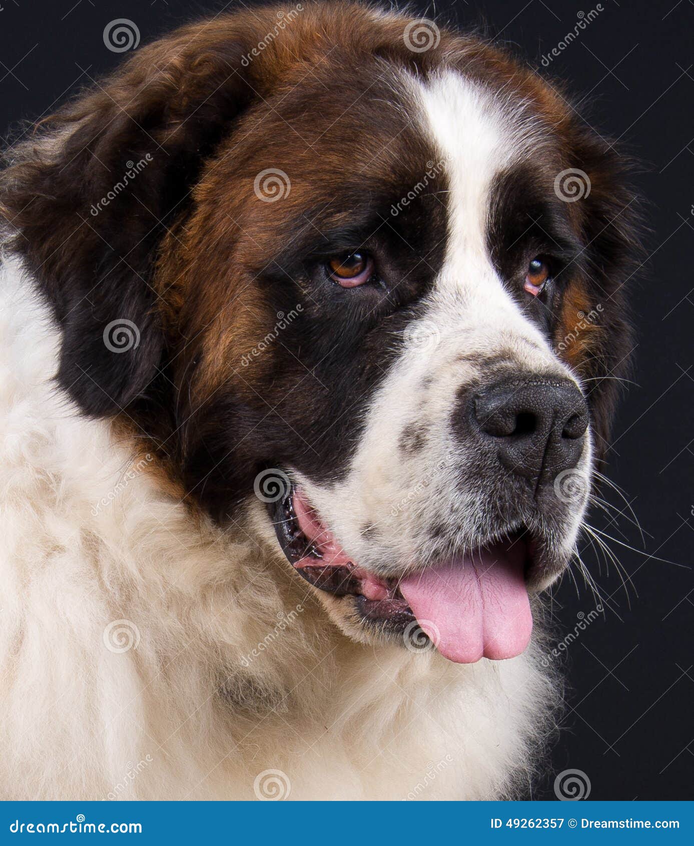 Saint Bernard stock image. Image of studio, roux, promenade 49262357