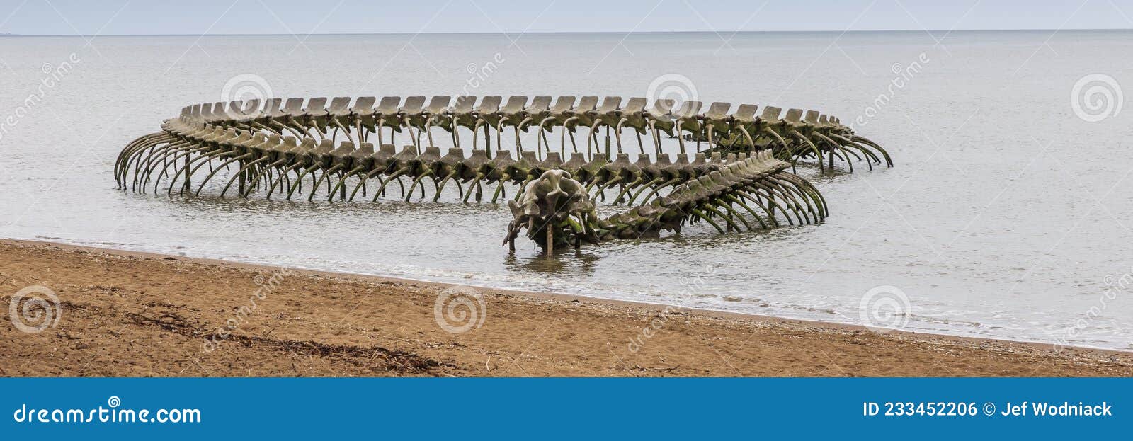 GIANT SNAKE SKELETON IN THE SEA OF FRANCE #Shorts 